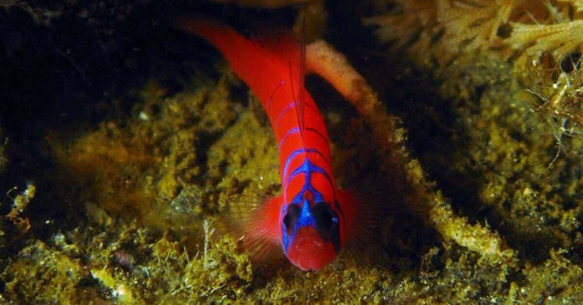 vibrant red goby, blue fish, bold stripes, SD Desktop Wallpaper