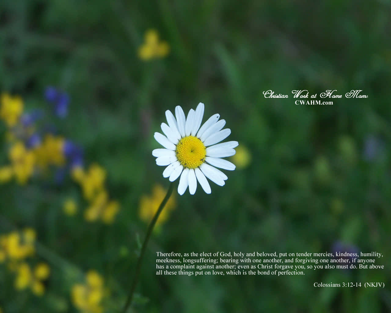 white daisy, yellow center, green grass, HD Desktop Wallpaper
