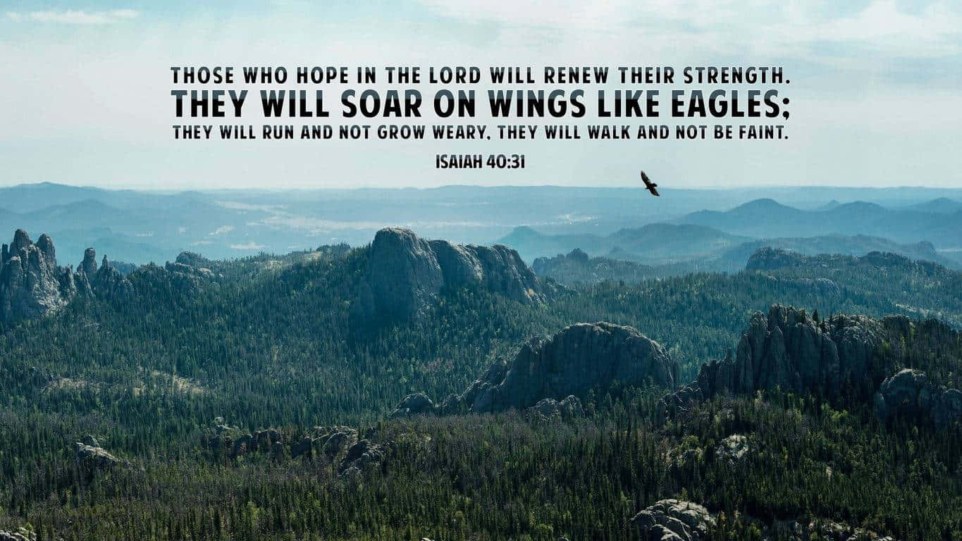 Proverbs 3:5, evergreen forests, soaring eagle, HD Desktop Wallpaper
