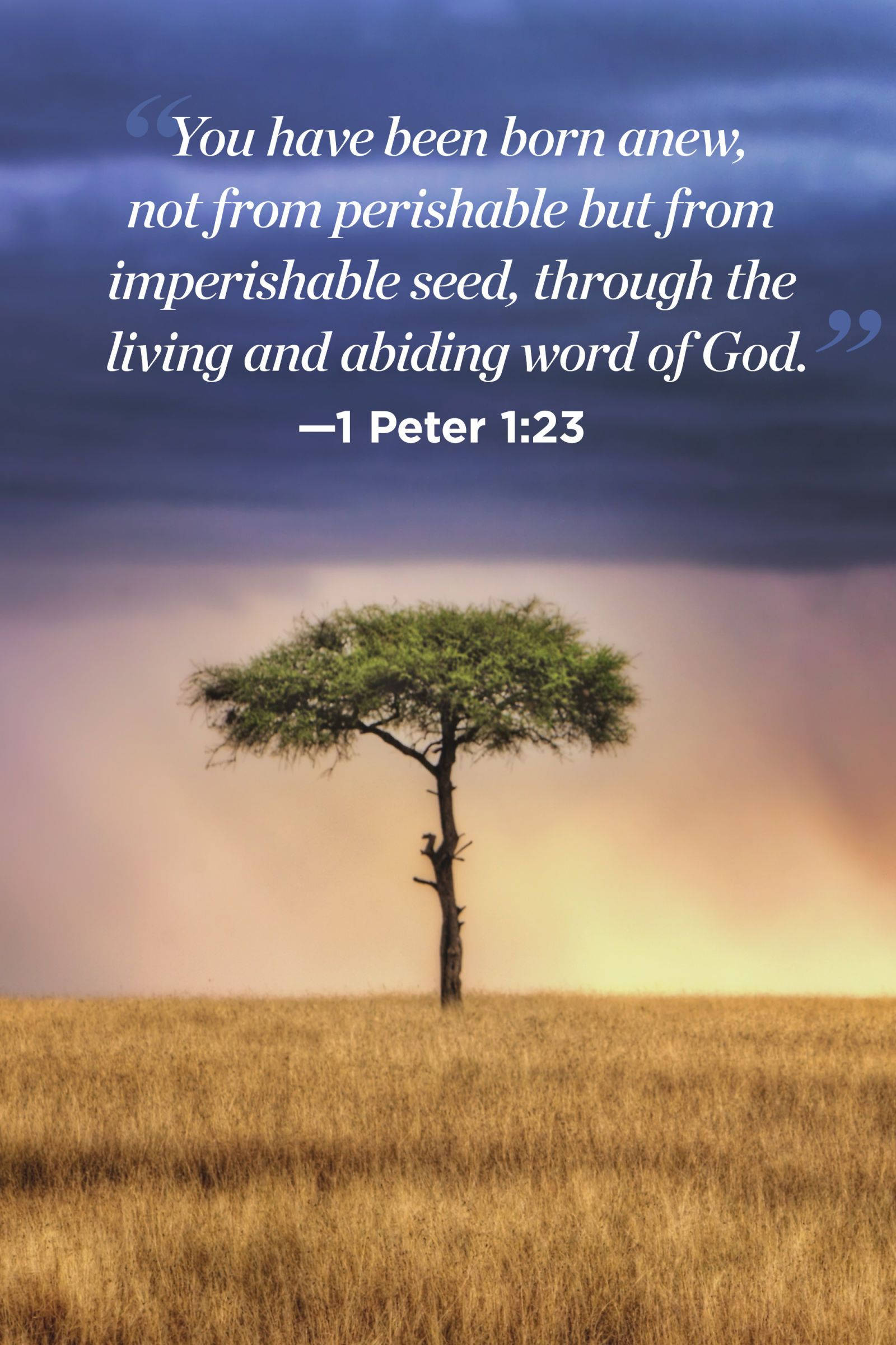 Peter 1:23, acacia tree, golden grass, Full HD Phone Wallpaper
