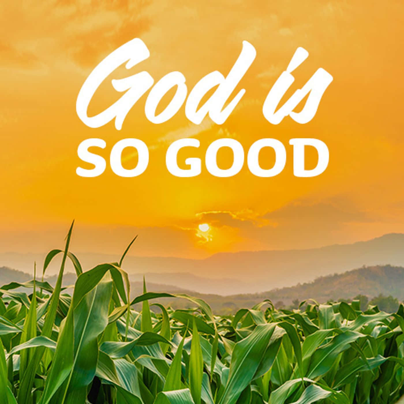God is SO GOOD, cornfield, golden sunset, HD Desktop Wallpaper