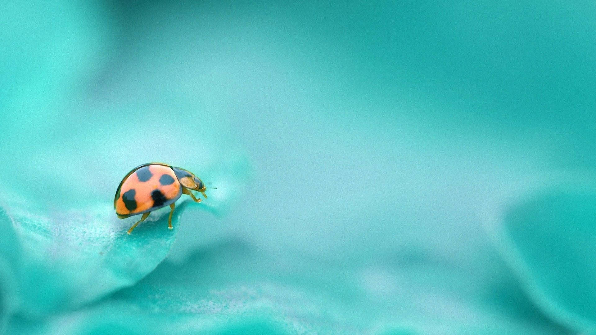 God, ladybug, vibrant orange, Full HD Desktop Wallpaper