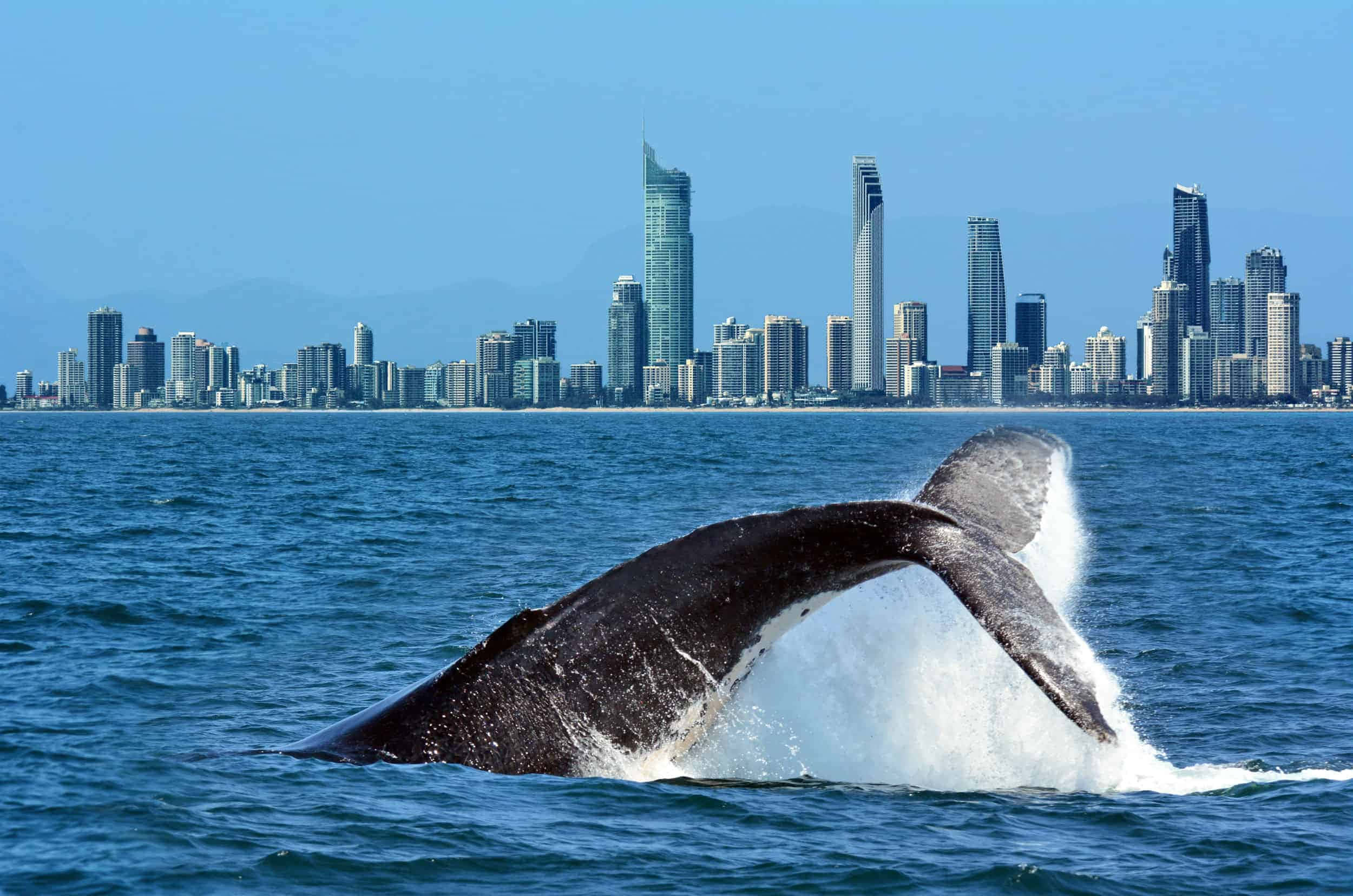 Gold Coast, humpback whale, deep blue ocean, Full HD Desktop Wallpaper