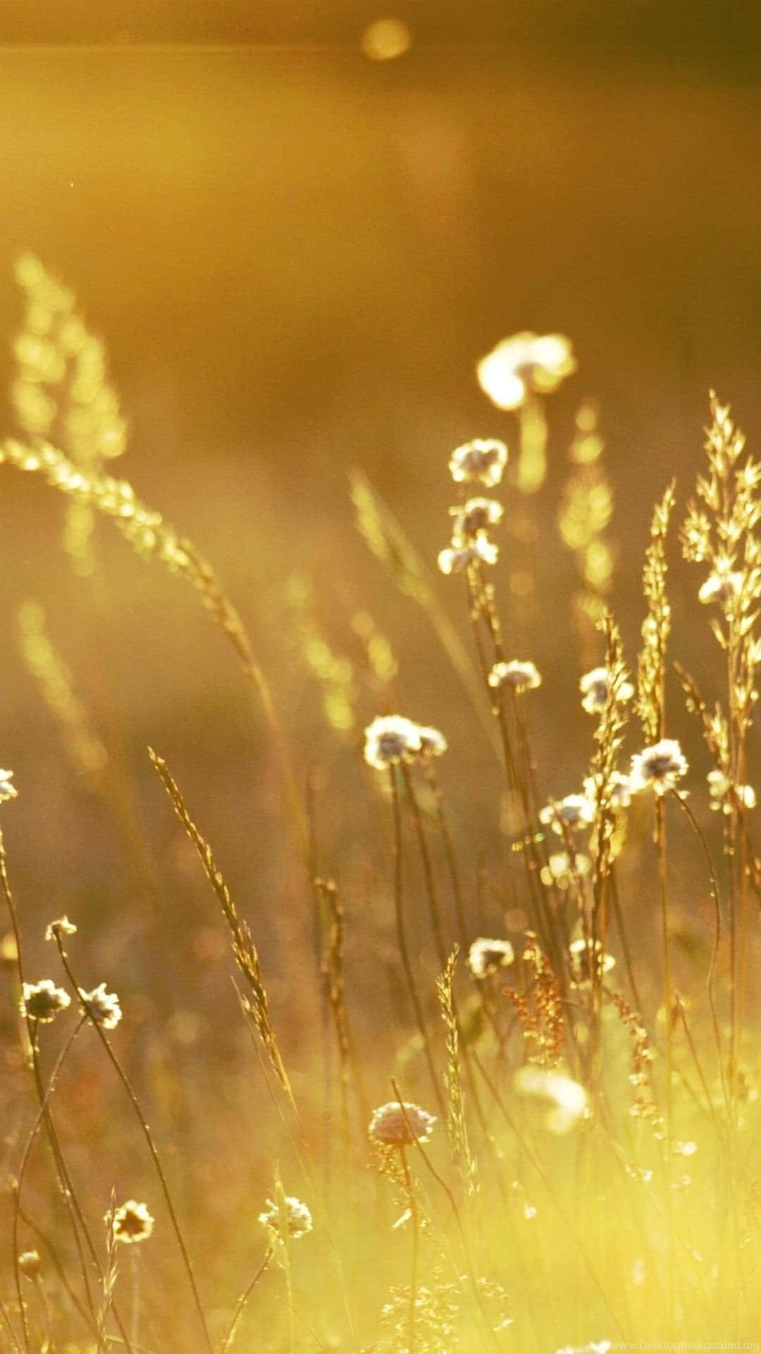 Gold iPhone, wild grass, flowers, Full HD Phone Wallpaper
