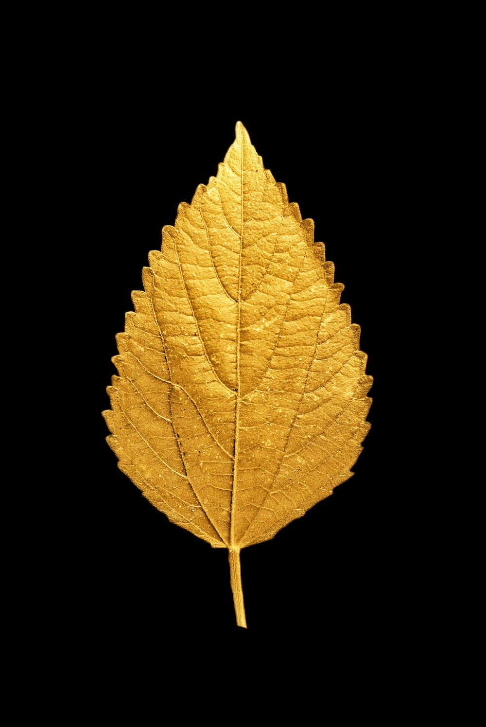 golden leaf, intricate veins, serrated edges, HD Phone Wallpaper