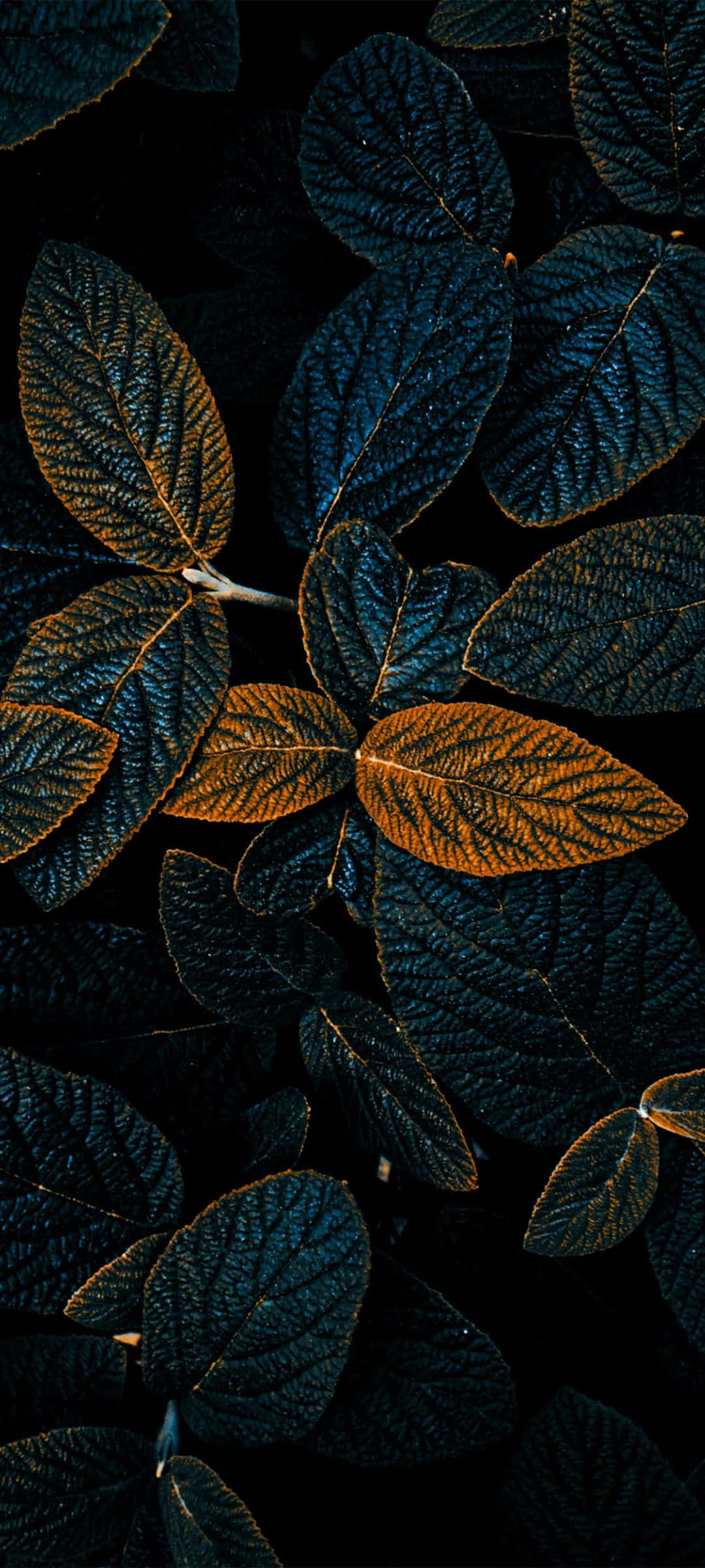 golden veined leaves, dark blue leaves, golden-orange highlights, Full HD Phone Wallpaper
