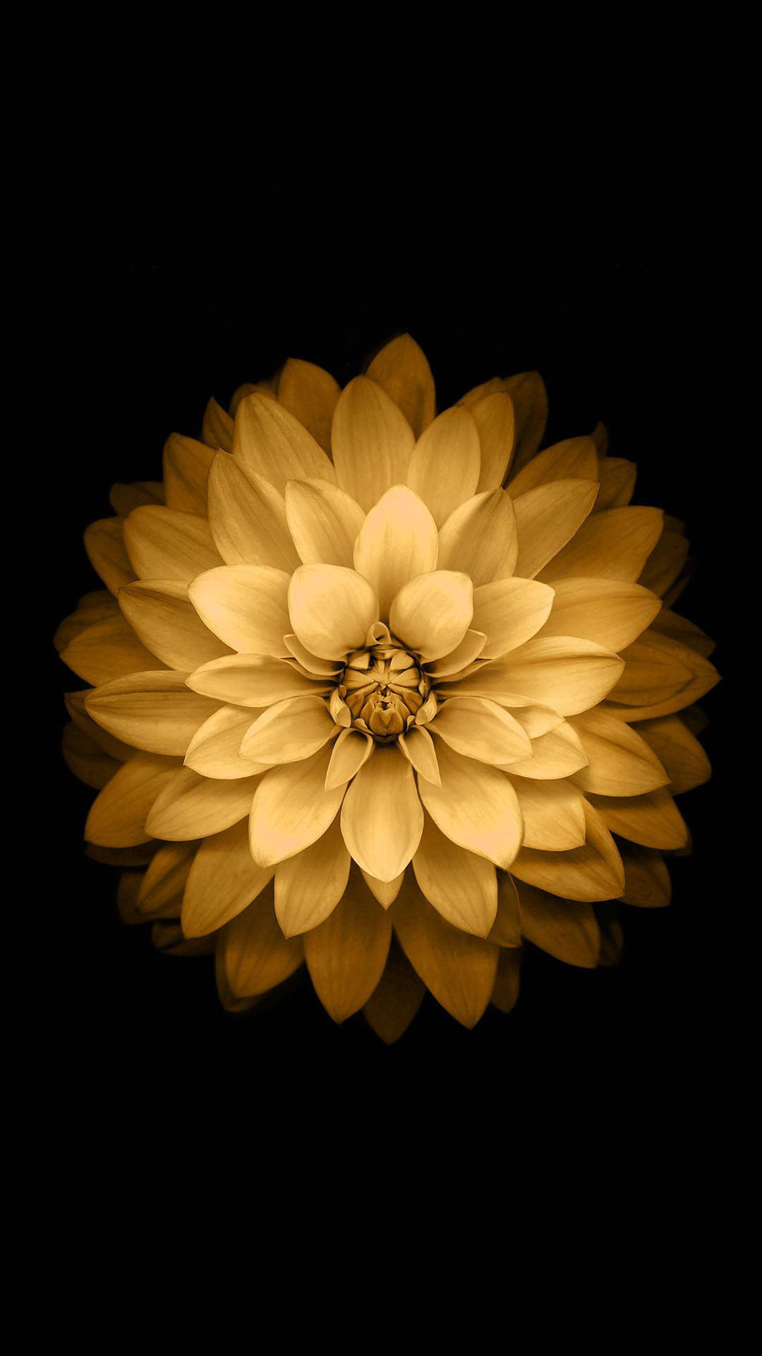 gold background, dahlia, black background, Full HD Phone Wallpaper