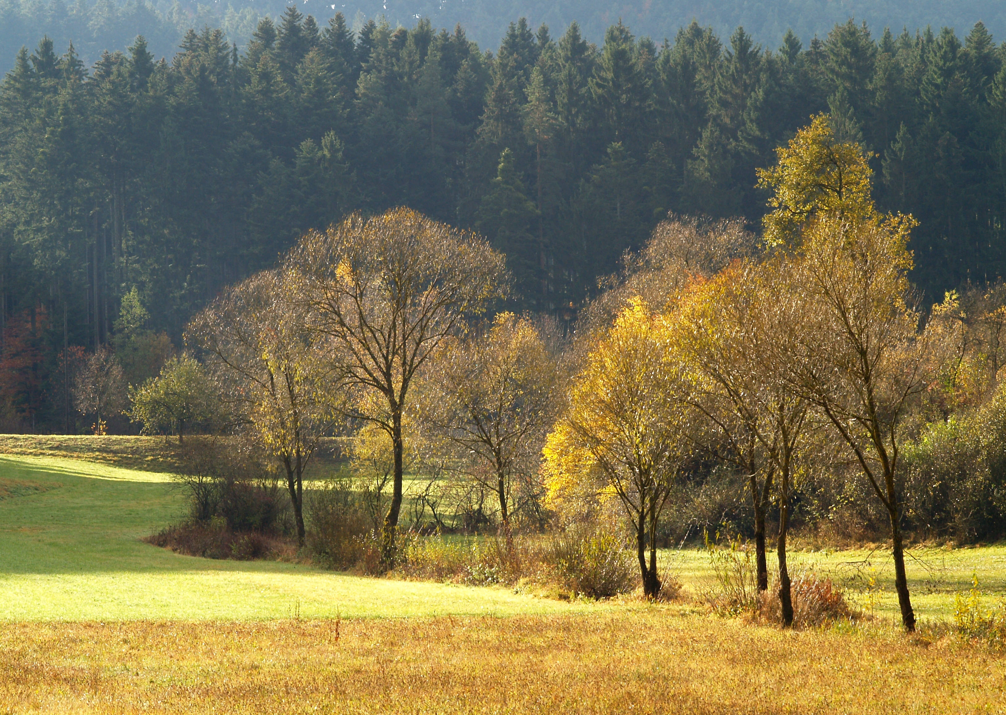 gold autumn, golden autumn trees, sunlit meadow, 2K Desktop Wallpaper