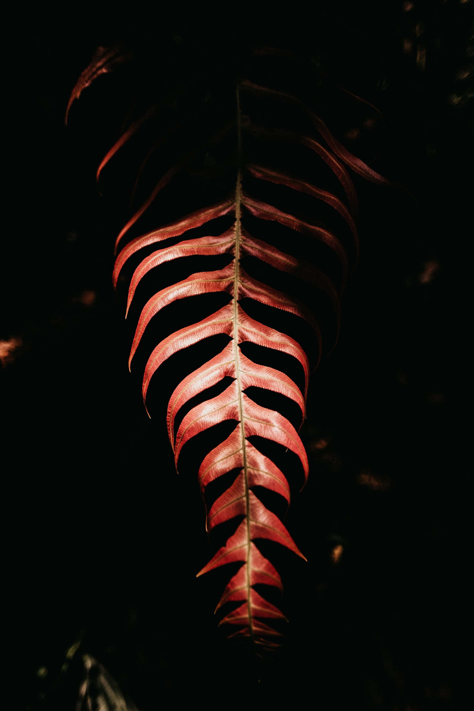 Golden Leaf, fern leaf, warm red light, Full HD Phone Wallpaper