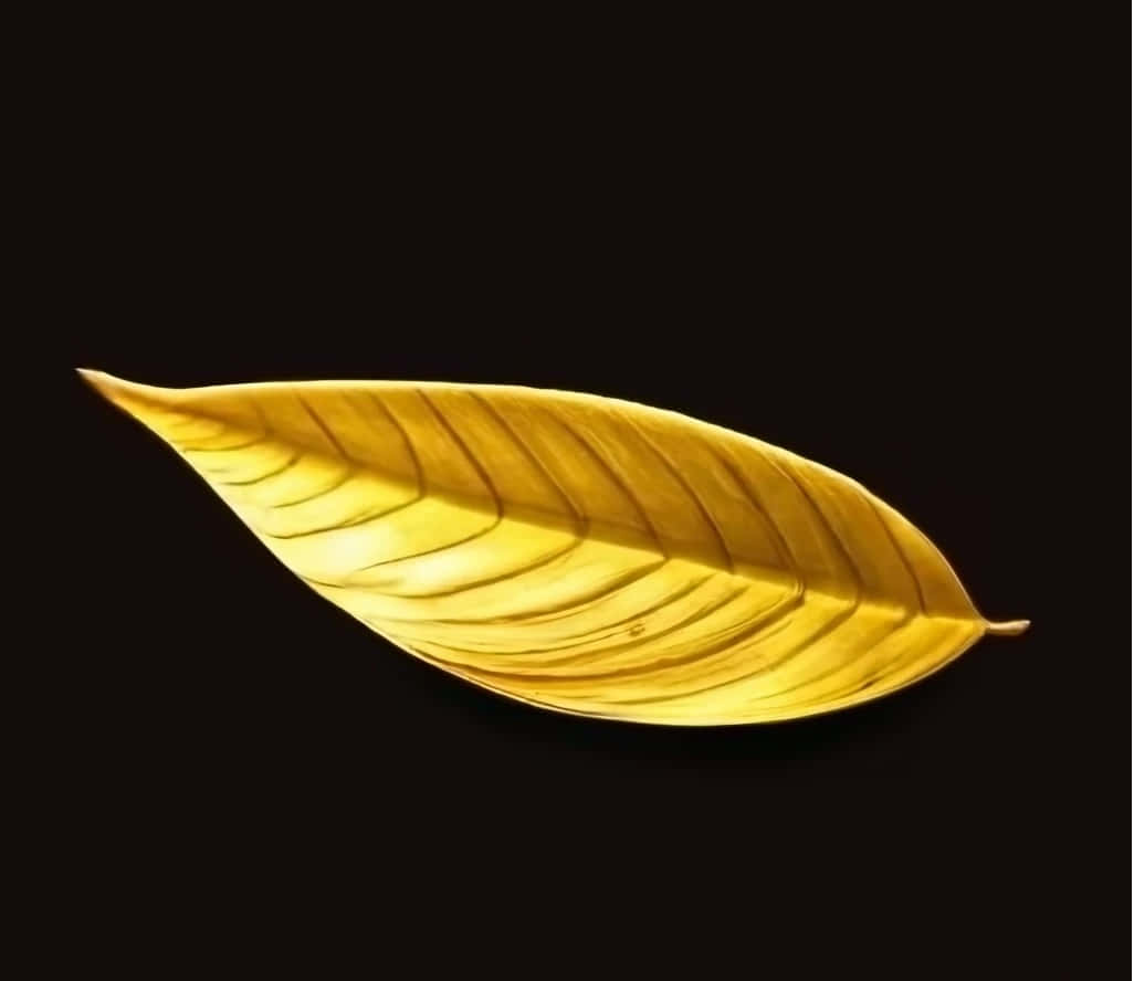 golden leaf, intricate veins, stark black background, SD Desktop Wallpaper