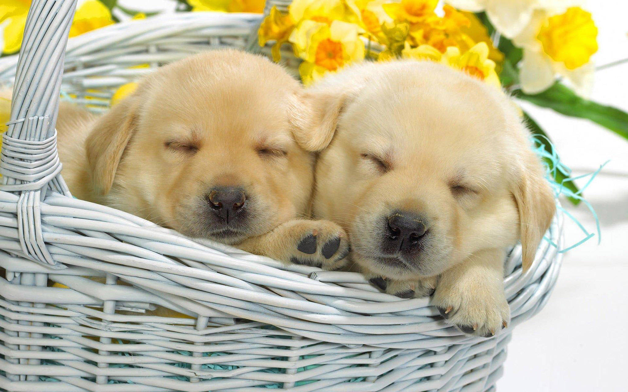 golden retriever puppies, white wicker basket, bright yellow daffodils, Full HD Desktop Wallpaper
