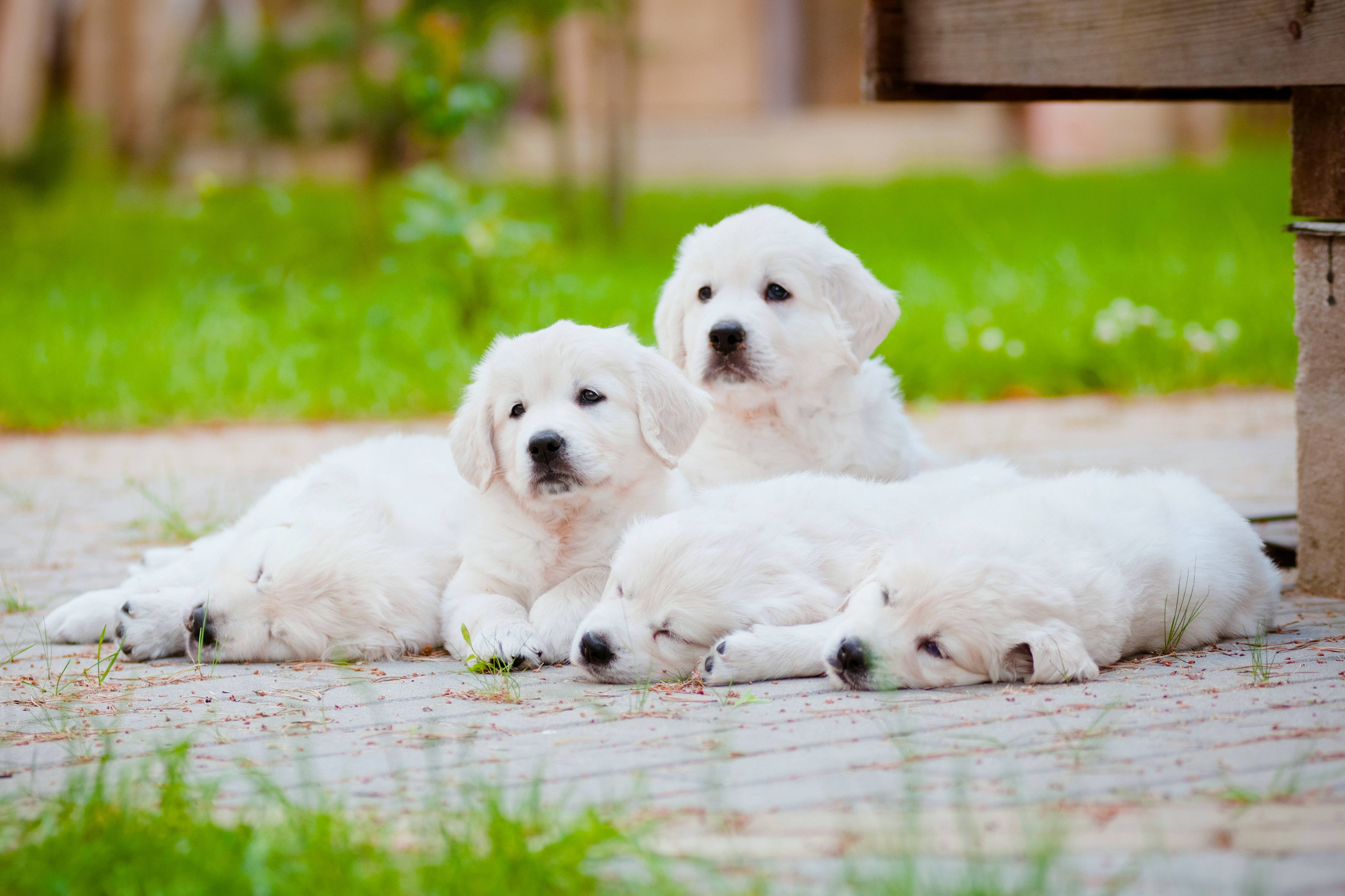 white golden retriever puppies, fluffy white puppies, wooden deck, 4K Desktop Wallpaper