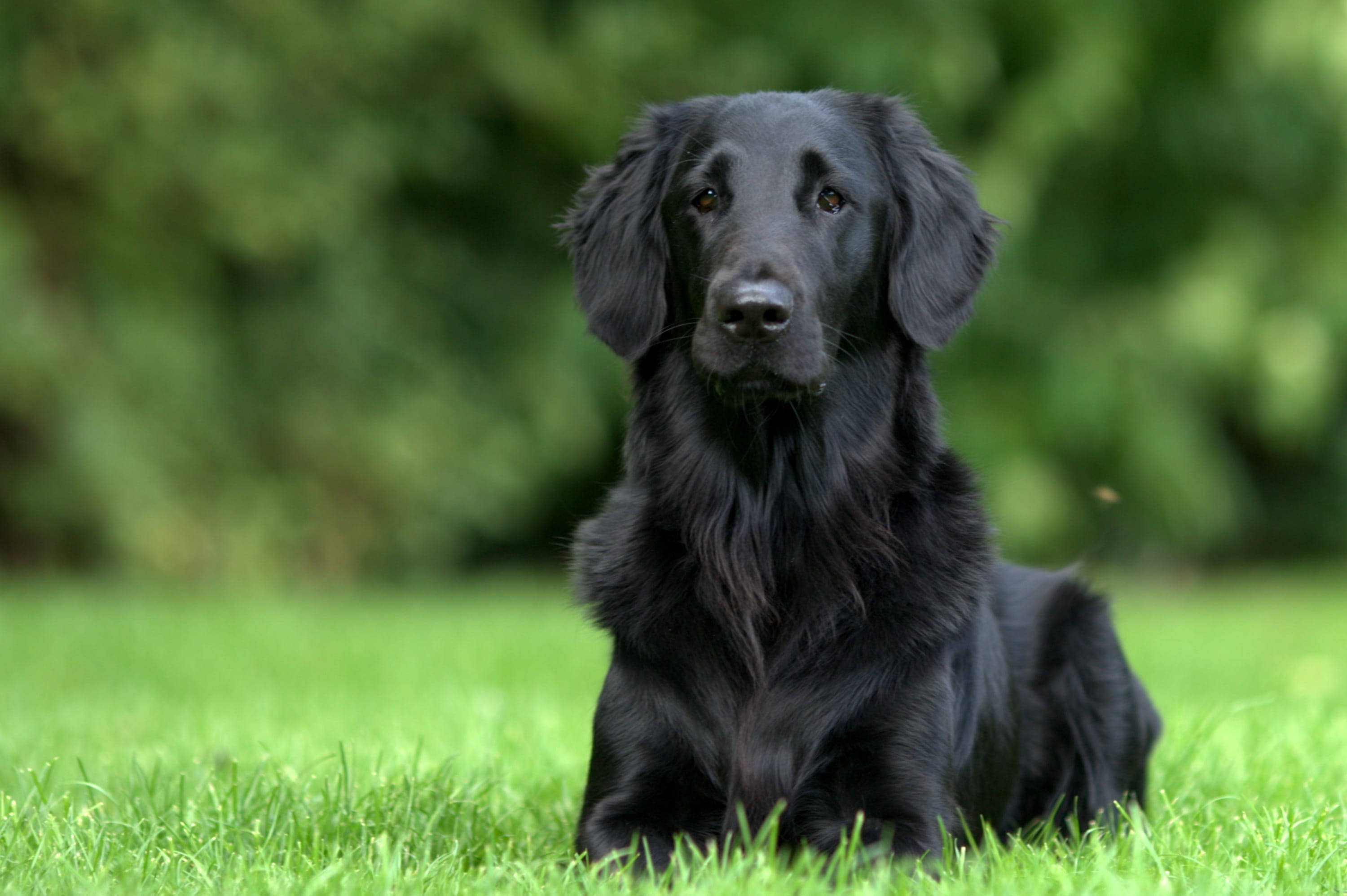 black golden retriever puppy, vibrant green grass, soft blurred forest background, 2K Desktop Wallpaper