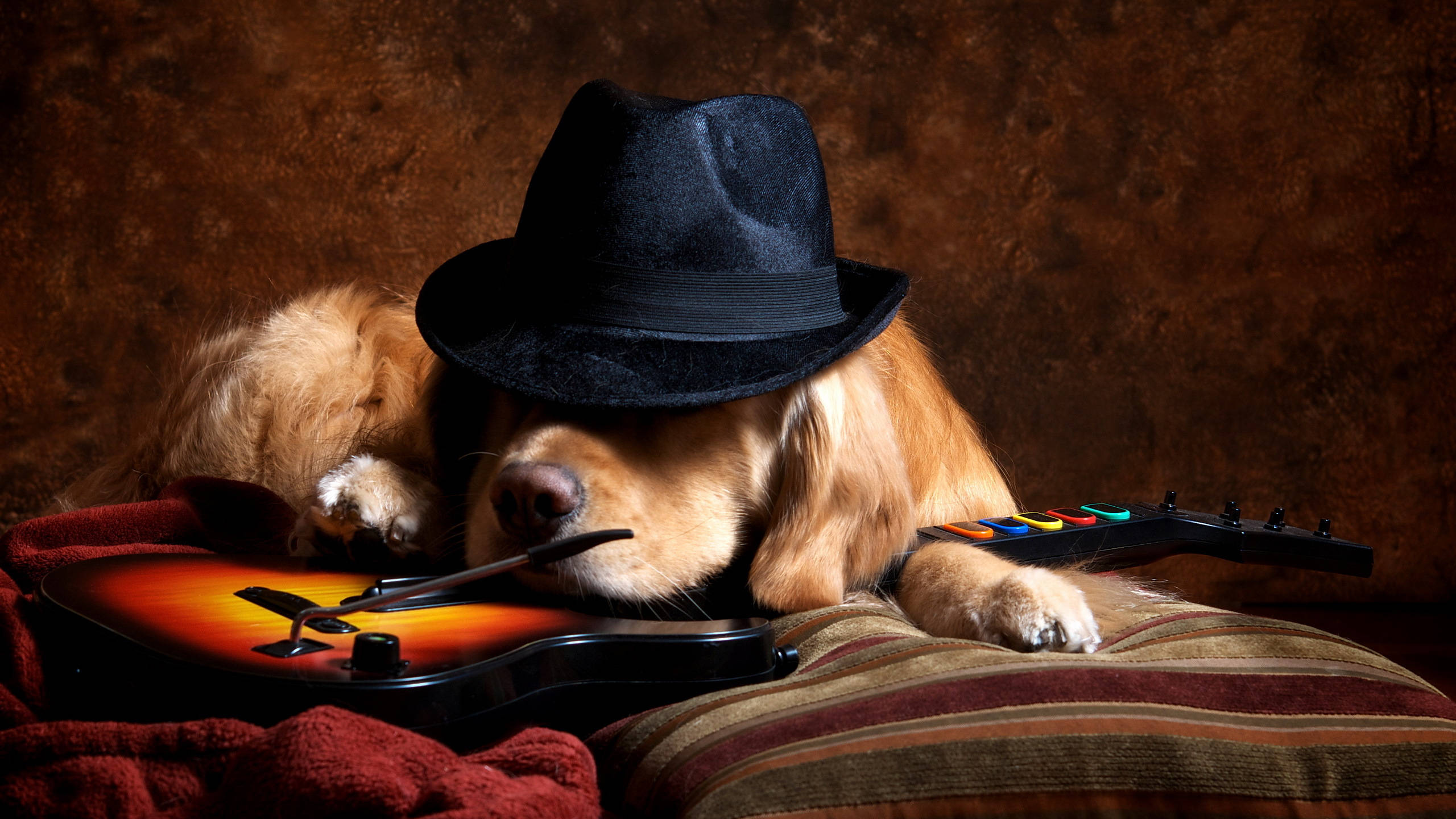 golden retriever, black fedora, sunburst guitar, 2K Desktop Wallpaper