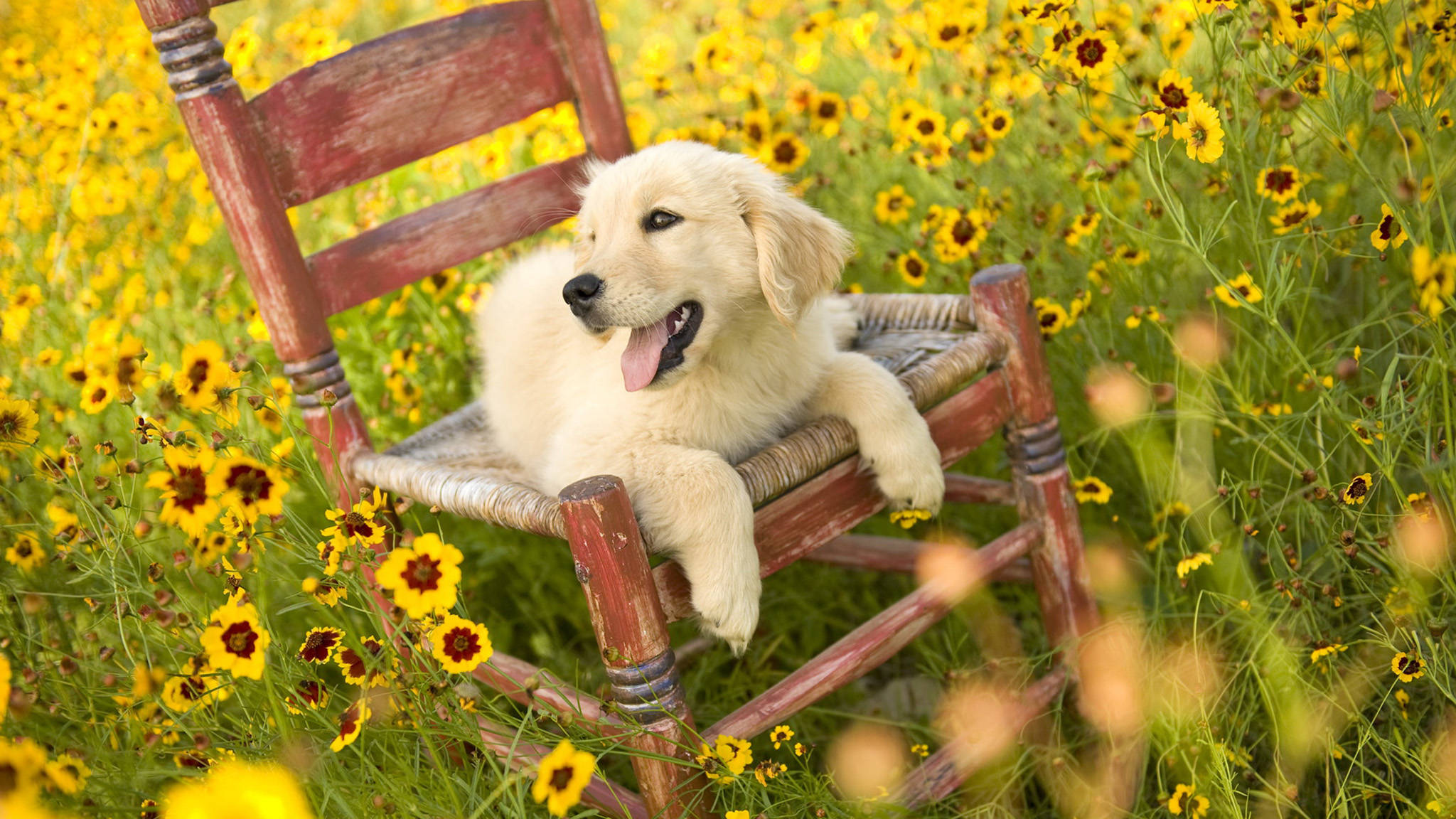 summer golden retriever puppy, fluffy golden retriever puppy, weathered wooden rocking chair, Full HD Desktop Wallpaper
