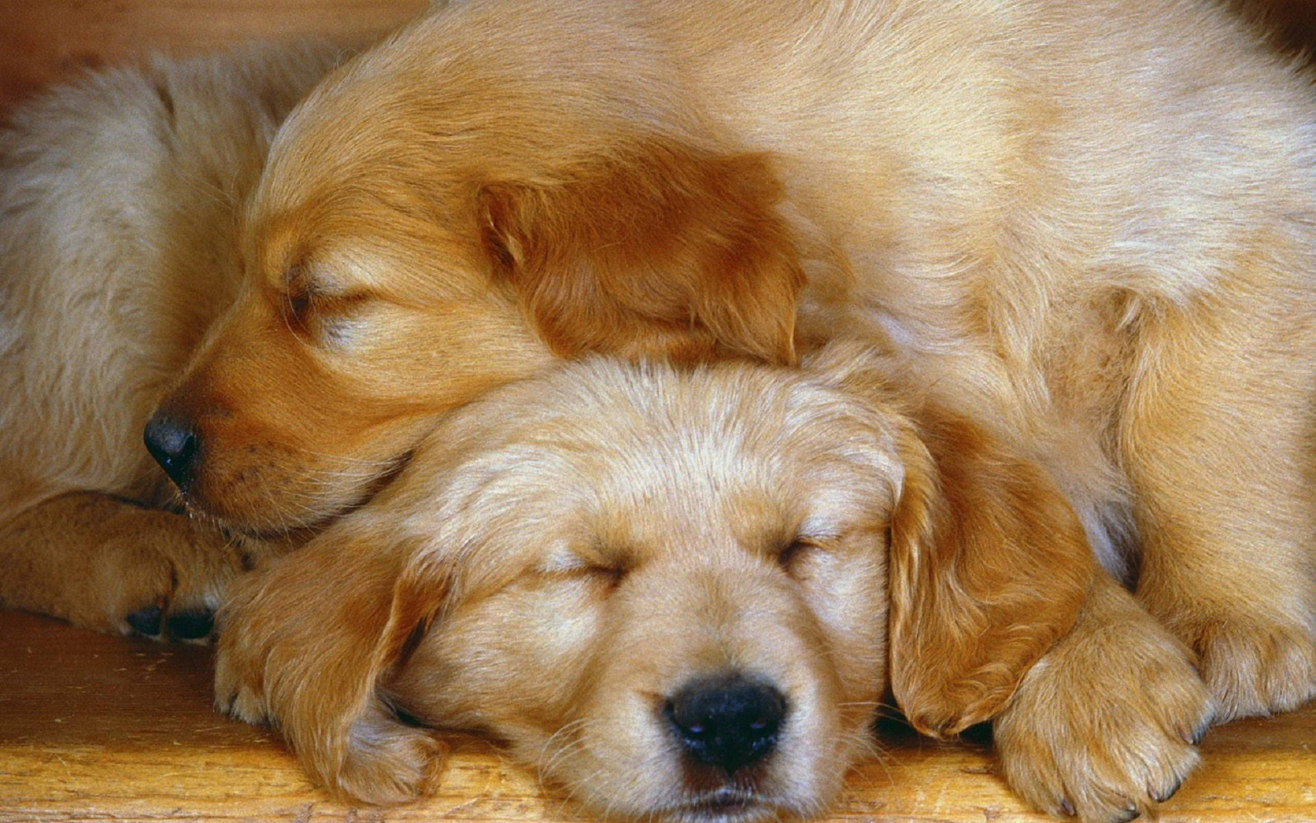 golden retriever puppies, warm wooden floor, sleep peacefully, 2K Desktop Wallpaper