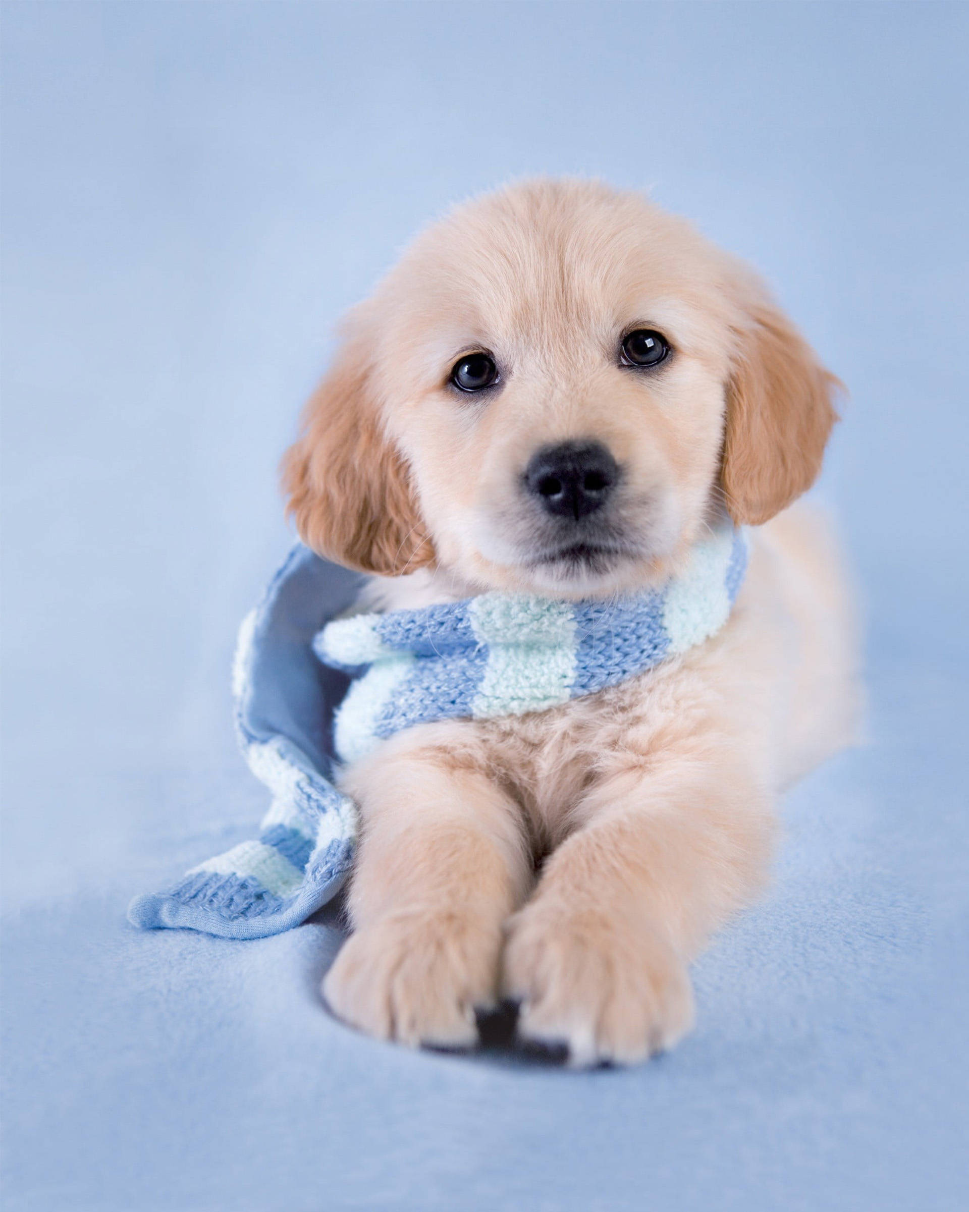 golden retriever puppy, blue and white checkered knit scarf, soft blue surface, Full HD Phone Wallpaper