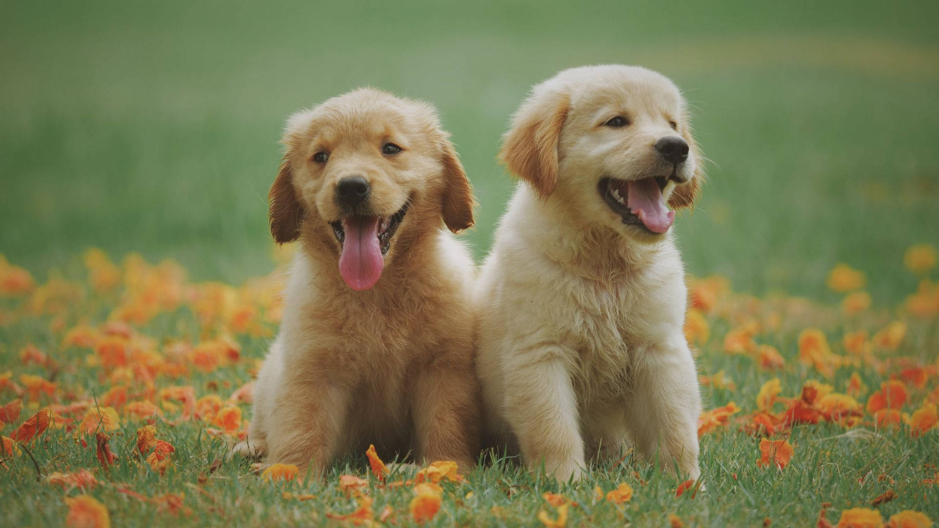 golden retriever puppies, orange autumn leaves, grassy field, Full HD Desktop Wallpaper