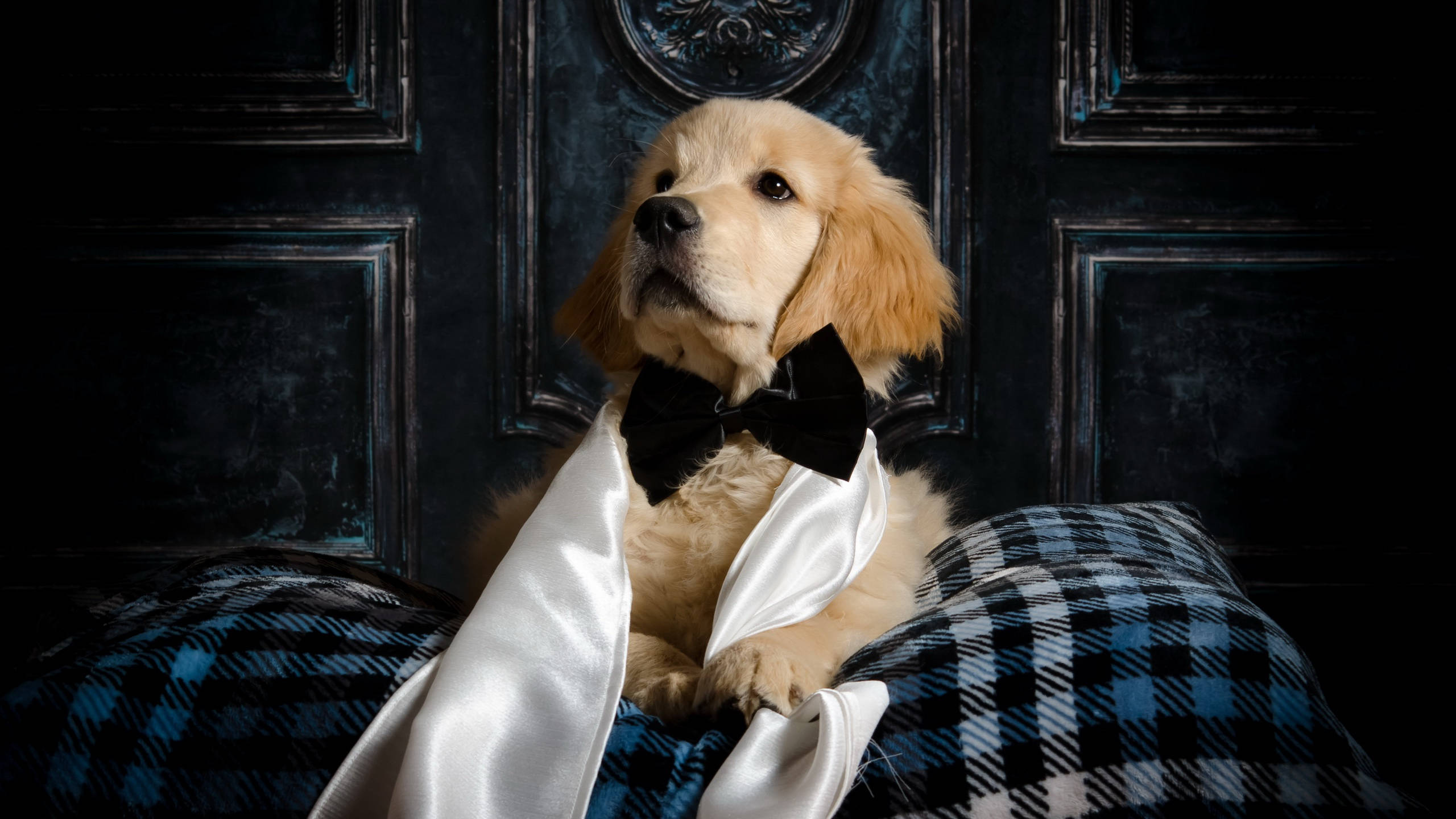 golden retriever puppy, white satin tuxedo, black bowtie, 2K Desktop Wallpaper