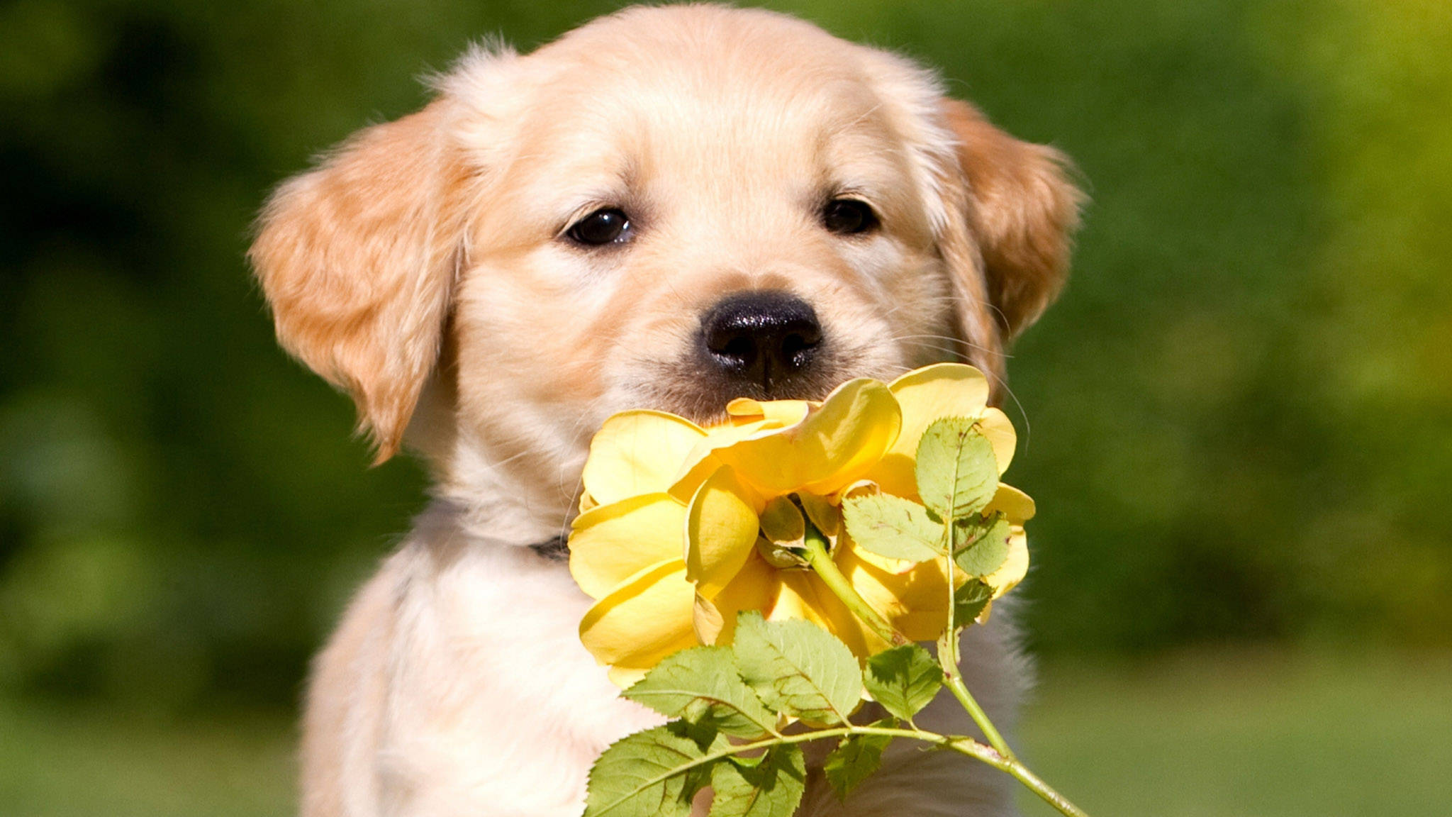 golden retriever puppy, yellow rose, soft green blurred background, Full HD Desktop Wallpaper