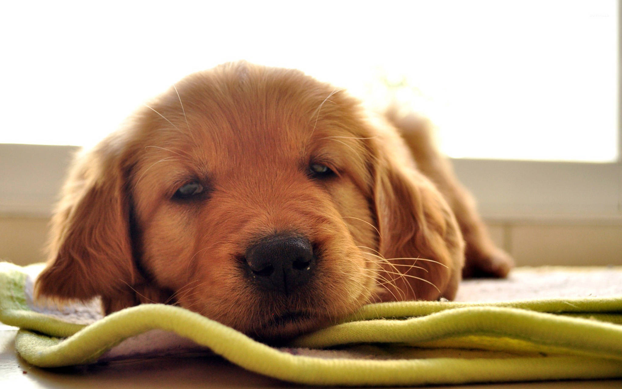 red golden retriever puppy, bright green rope toy, sunlit window, Full HD Desktop Wallpaper