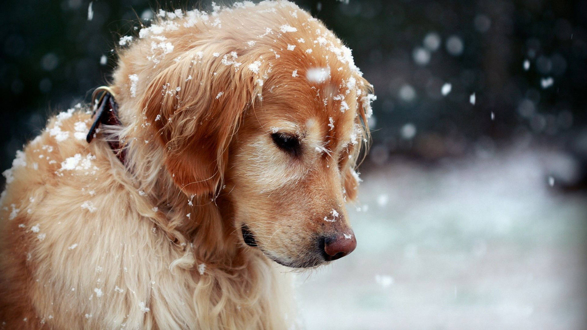field bred golden retriever puppy, snowflakes on its fur, snow falls softly, Full HD Desktop Wallpaper