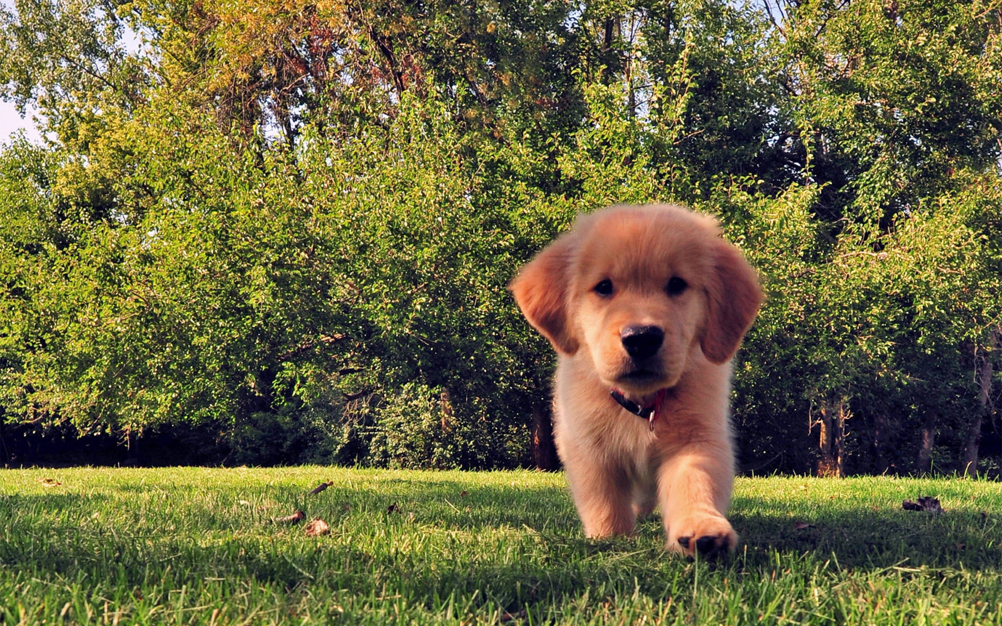 mini golden retriever puppy, golden retriever puppy, sunlit grass, Full HD Desktop Wallpaper
