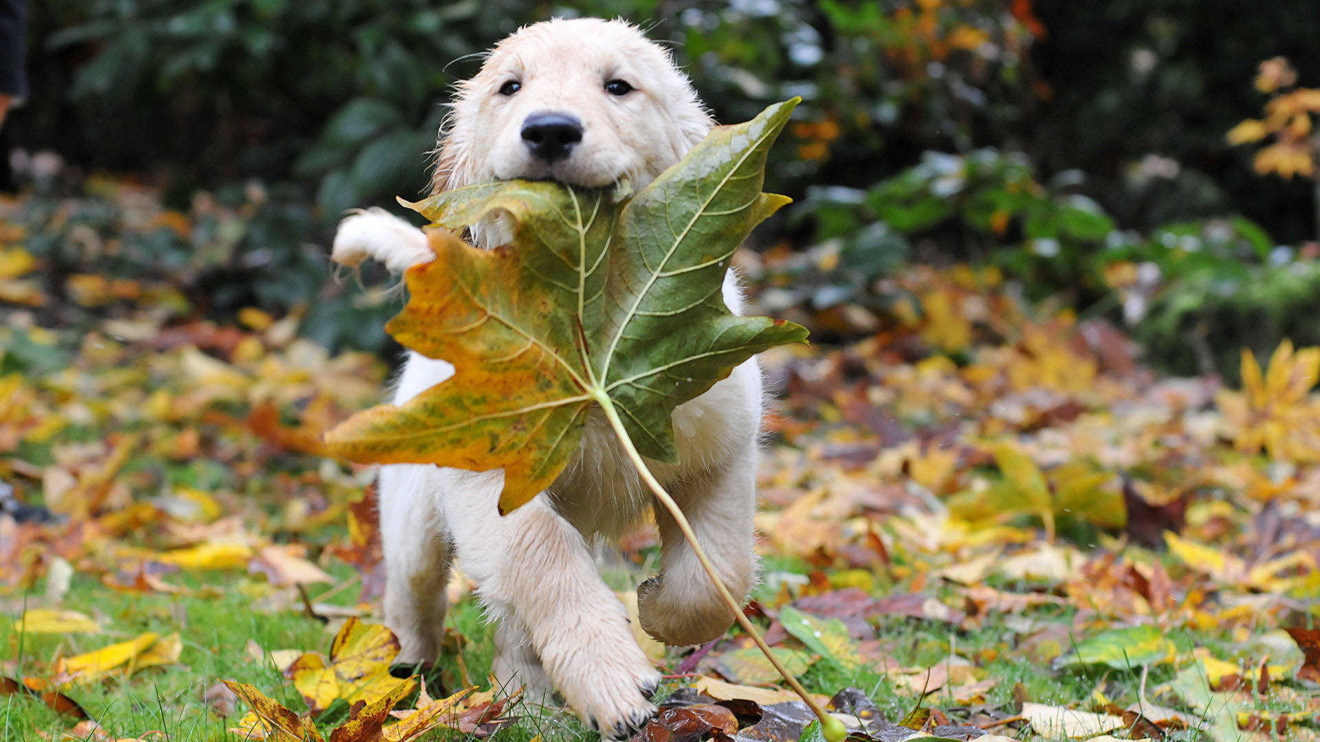 golden retriever puppy, fluffy, large maple leaf, Full HD Desktop Wallpaper