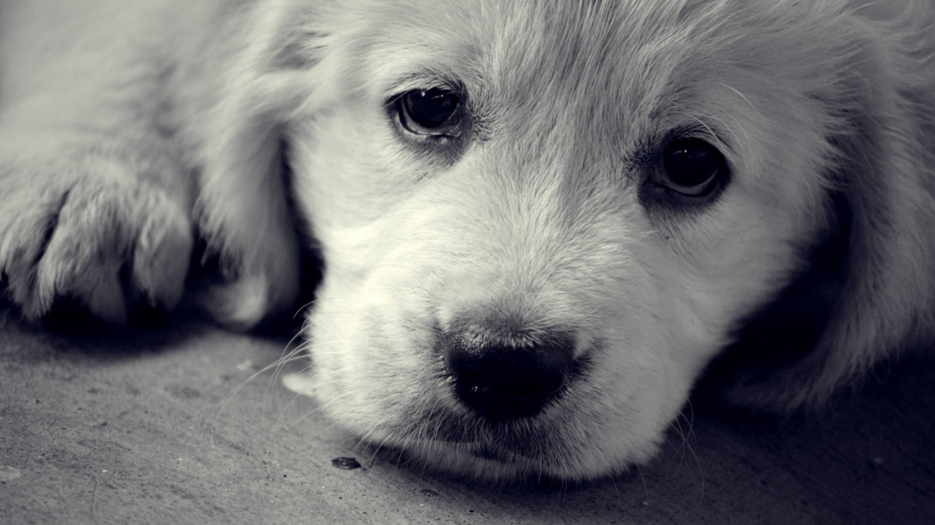 monochrome, golden retriever puppy, black and white photo, Full HD Desktop Wallpaper