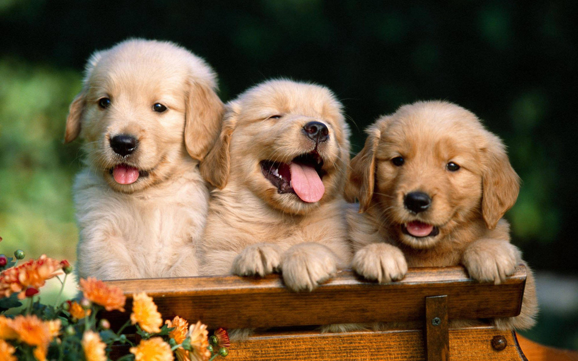 Golden Retriever Puppies, wooden bench, bright orange flowers, Full HD Desktop Wallpaper