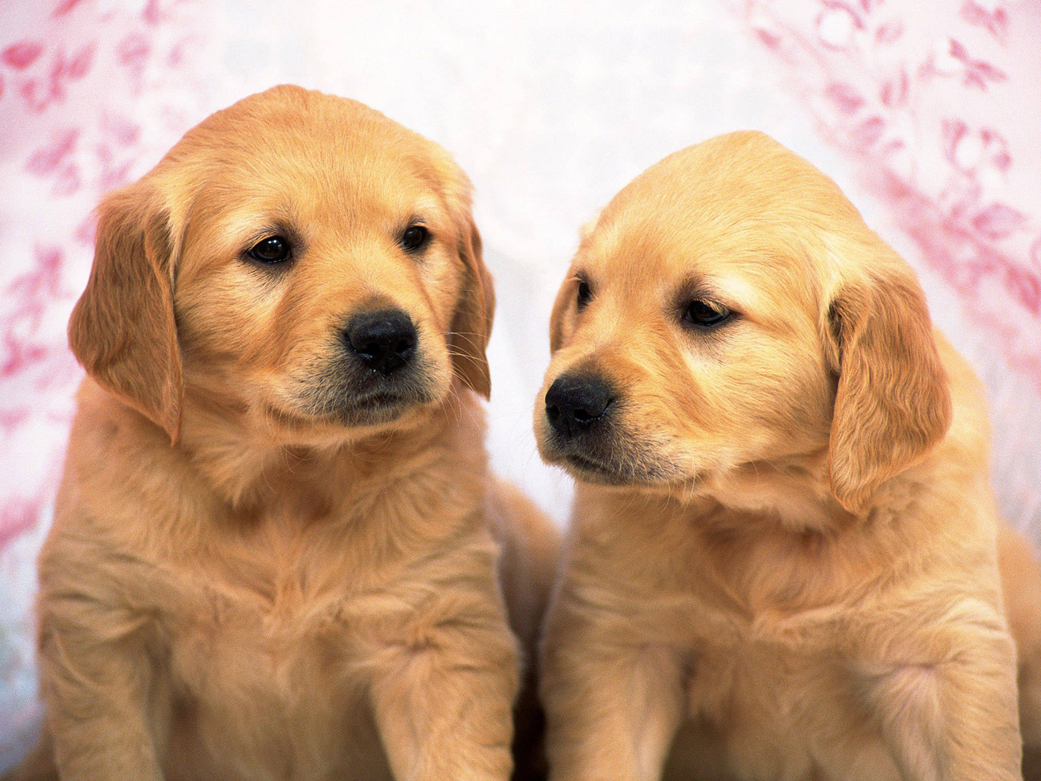 young golden retriever puppies, fluffy, soft pink floral backdrop, Full HD Desktop Wallpaper