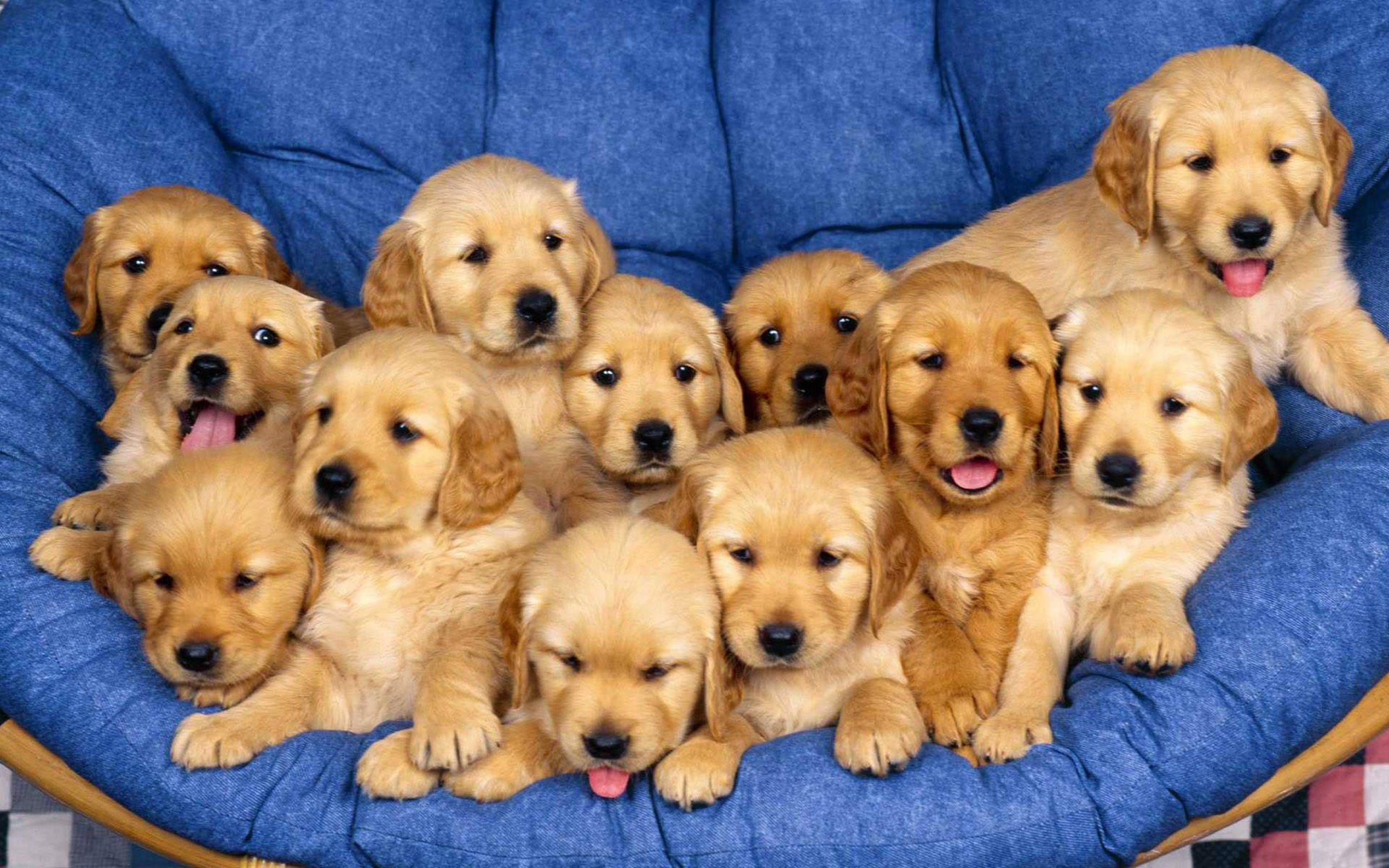 golden retriever puppies, blue cushioned chair, snuggled together, Full HD Desktop Wallpaper