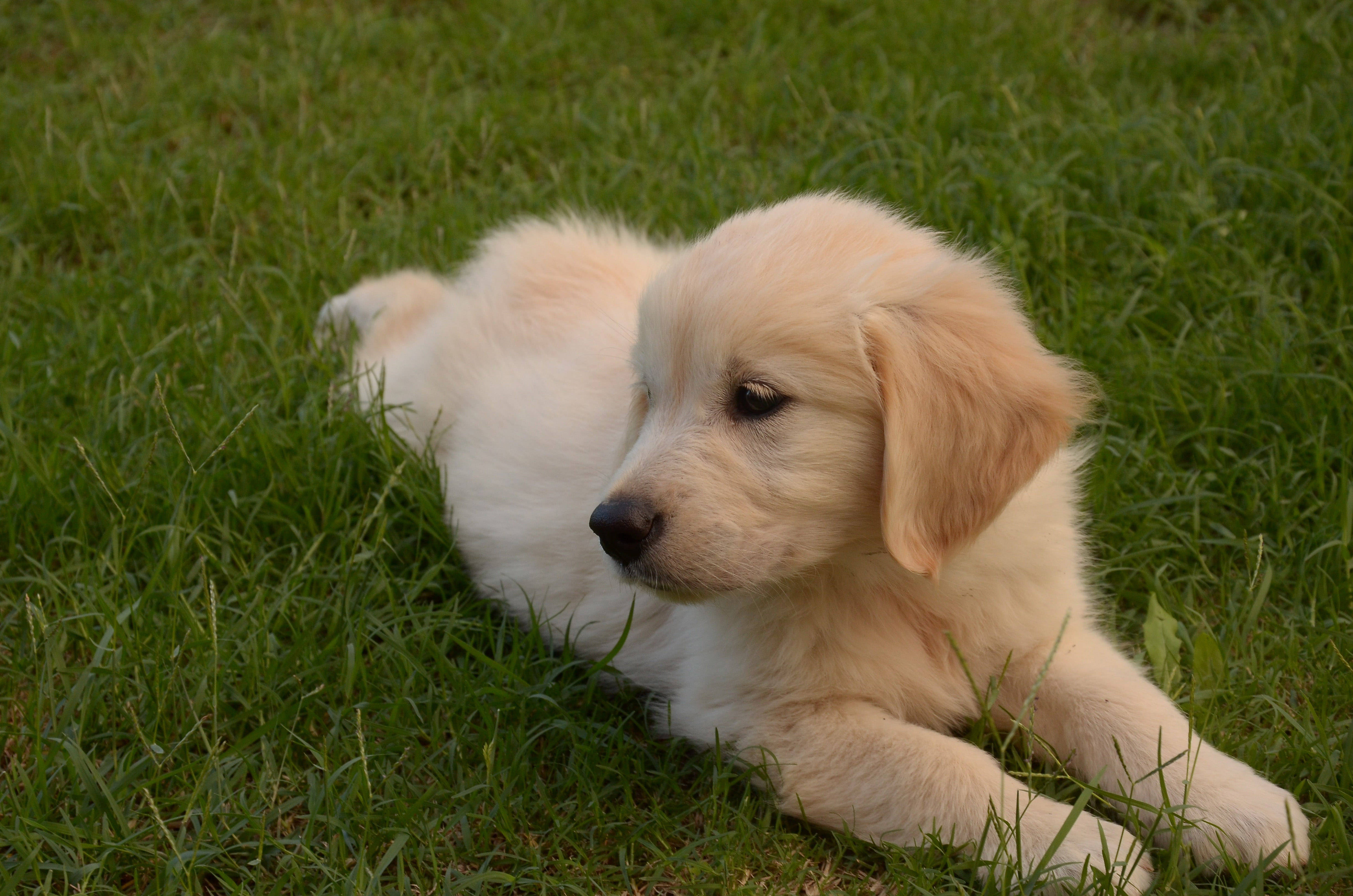golden retriever puppy, fluffy, vibrant green grass, 4K Desktop Wallpaper