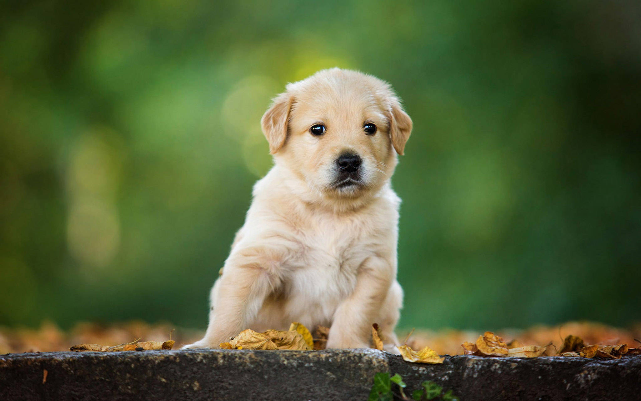 chubby golden retriever puppy, fluffy golden puppy, stone ledge, Full HD Desktop Wallpaper