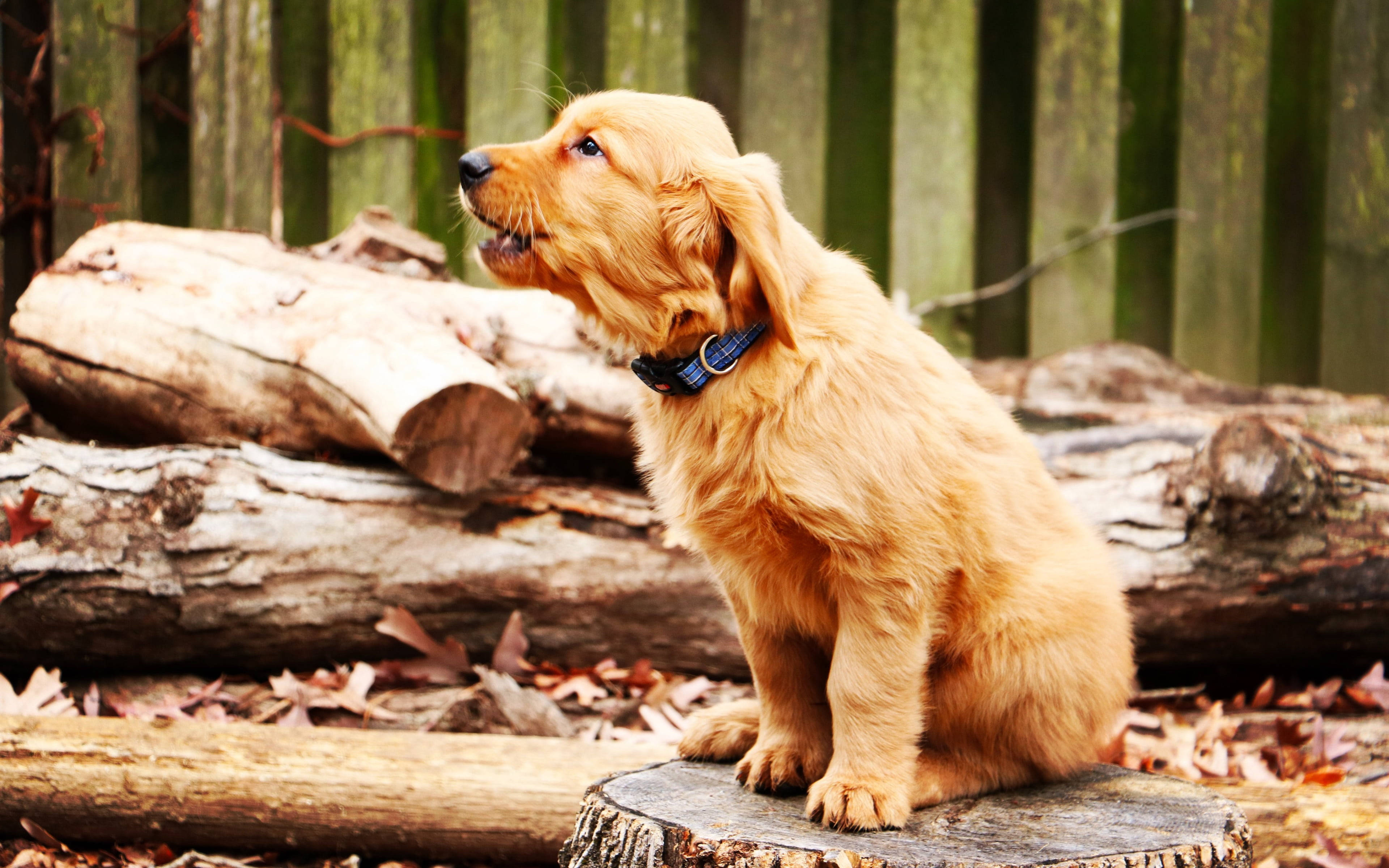 golden retriever puppy, tree stump, fallen leaves, 4K Desktop Wallpaper
