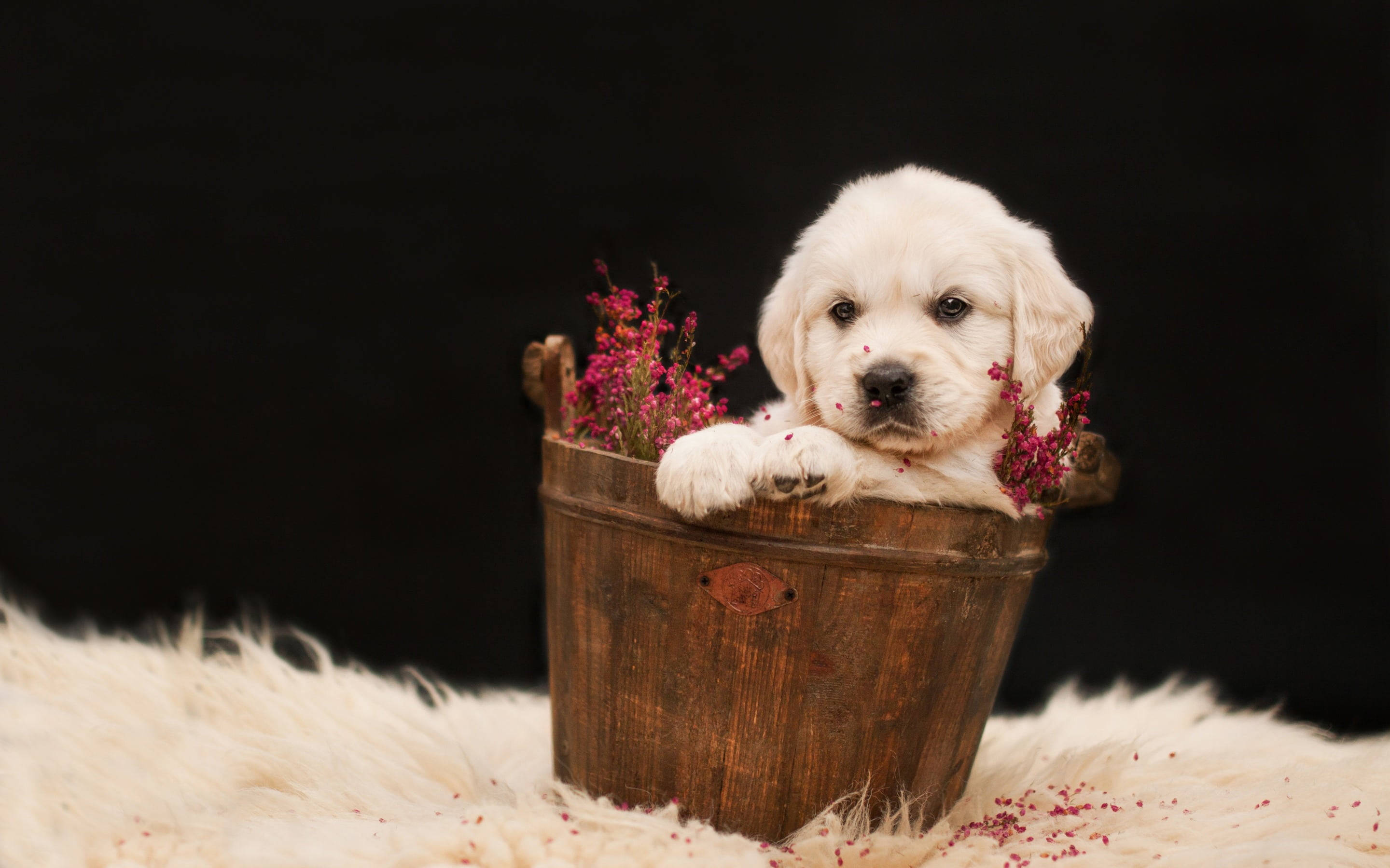 golden retriever puppy, rustic wooden bucket, pink flowers, 2K Desktop Wallpaper