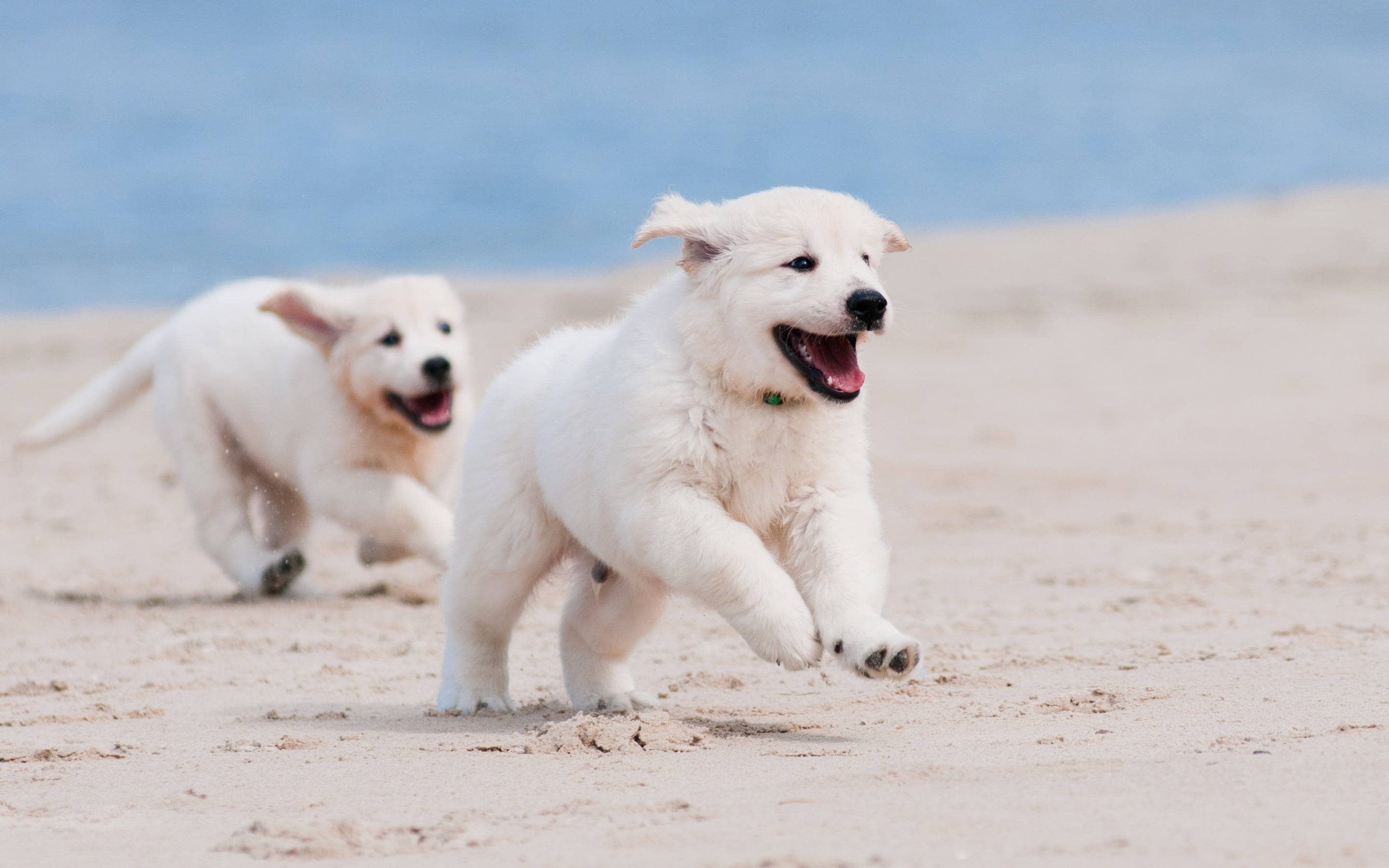 Golden Retriever Puppies, sandy beach, sunlit, 2K Desktop Wallpaper