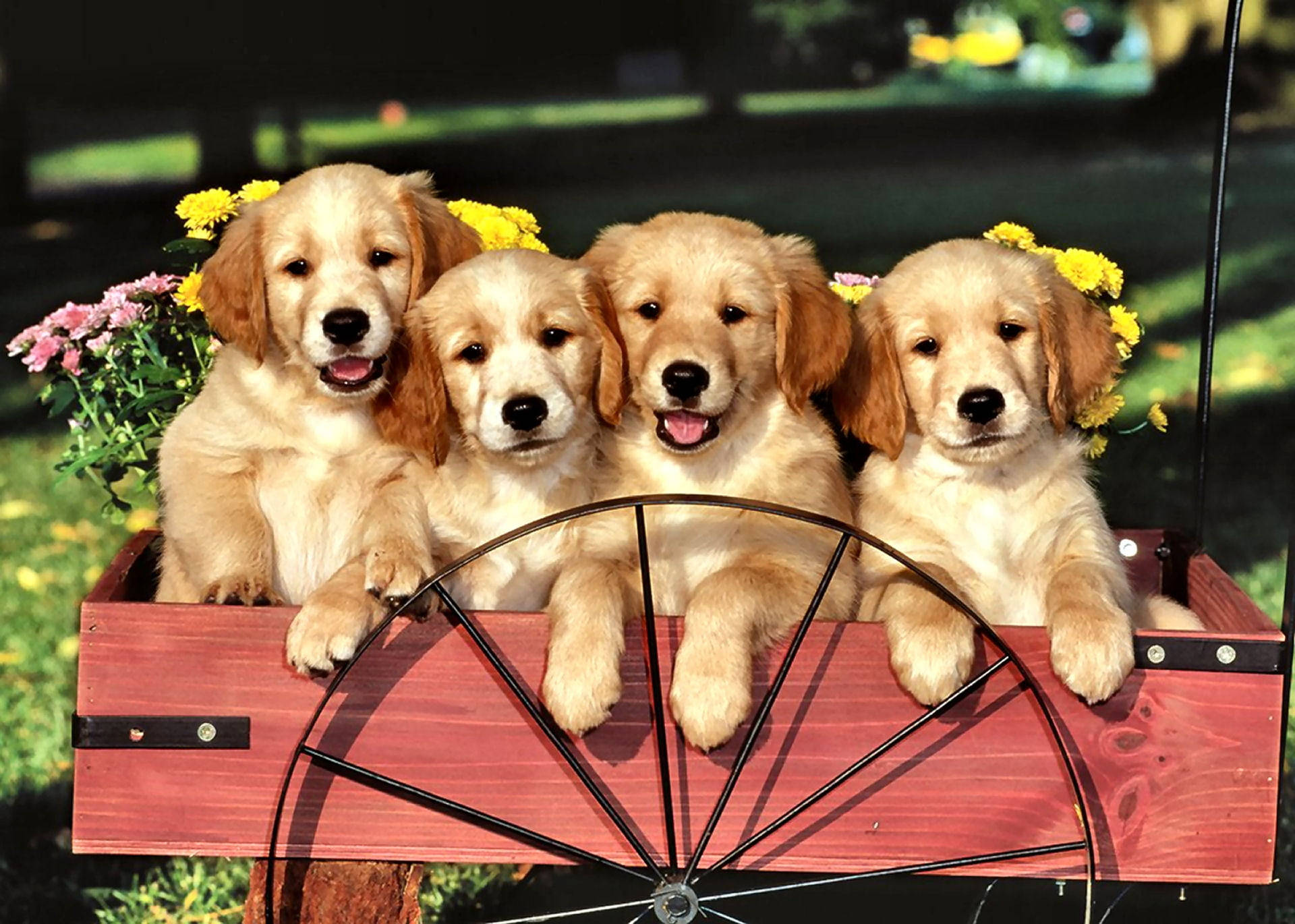 golden retriever puppies, red wagon, yellow and pink flowers, Full HD Desktop Wallpaper