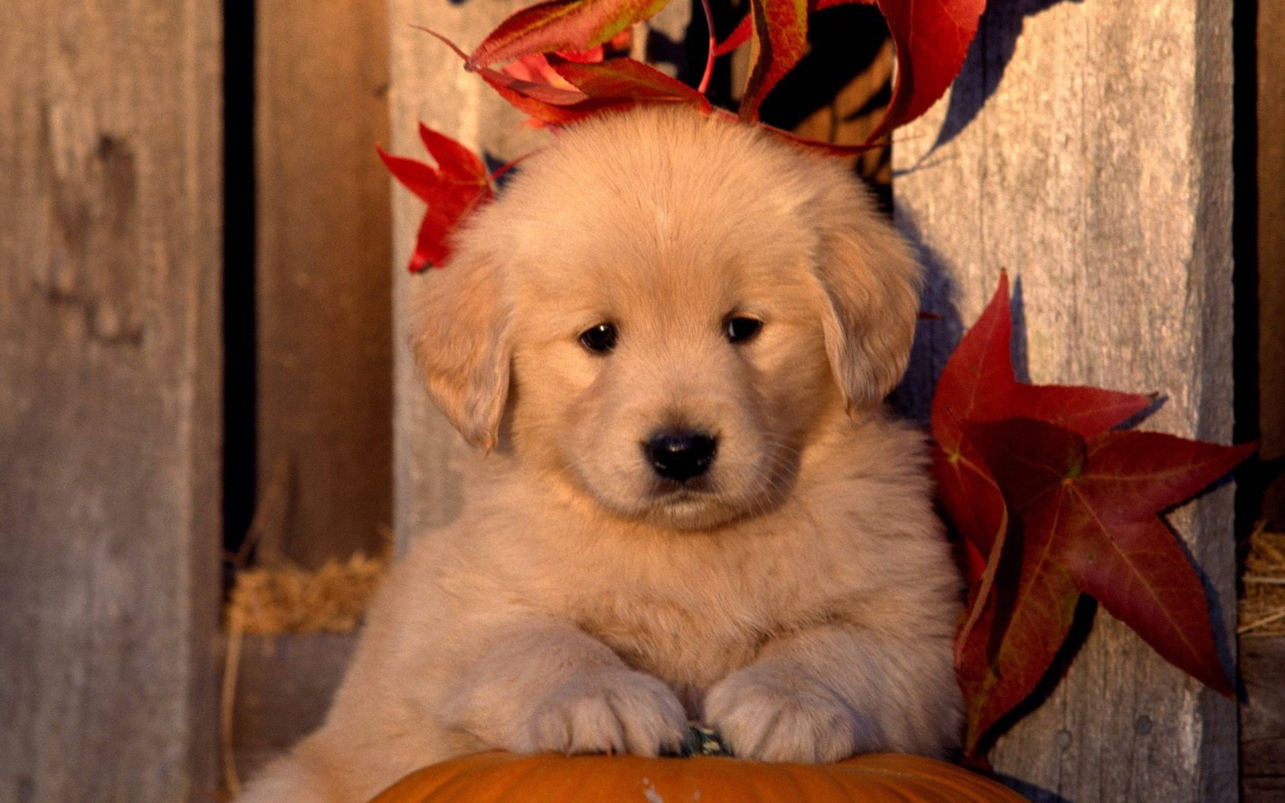 autumn golden retriever puppy, fluffy golden retriever puppy, pumpkin, 2K Desktop Wallpaper