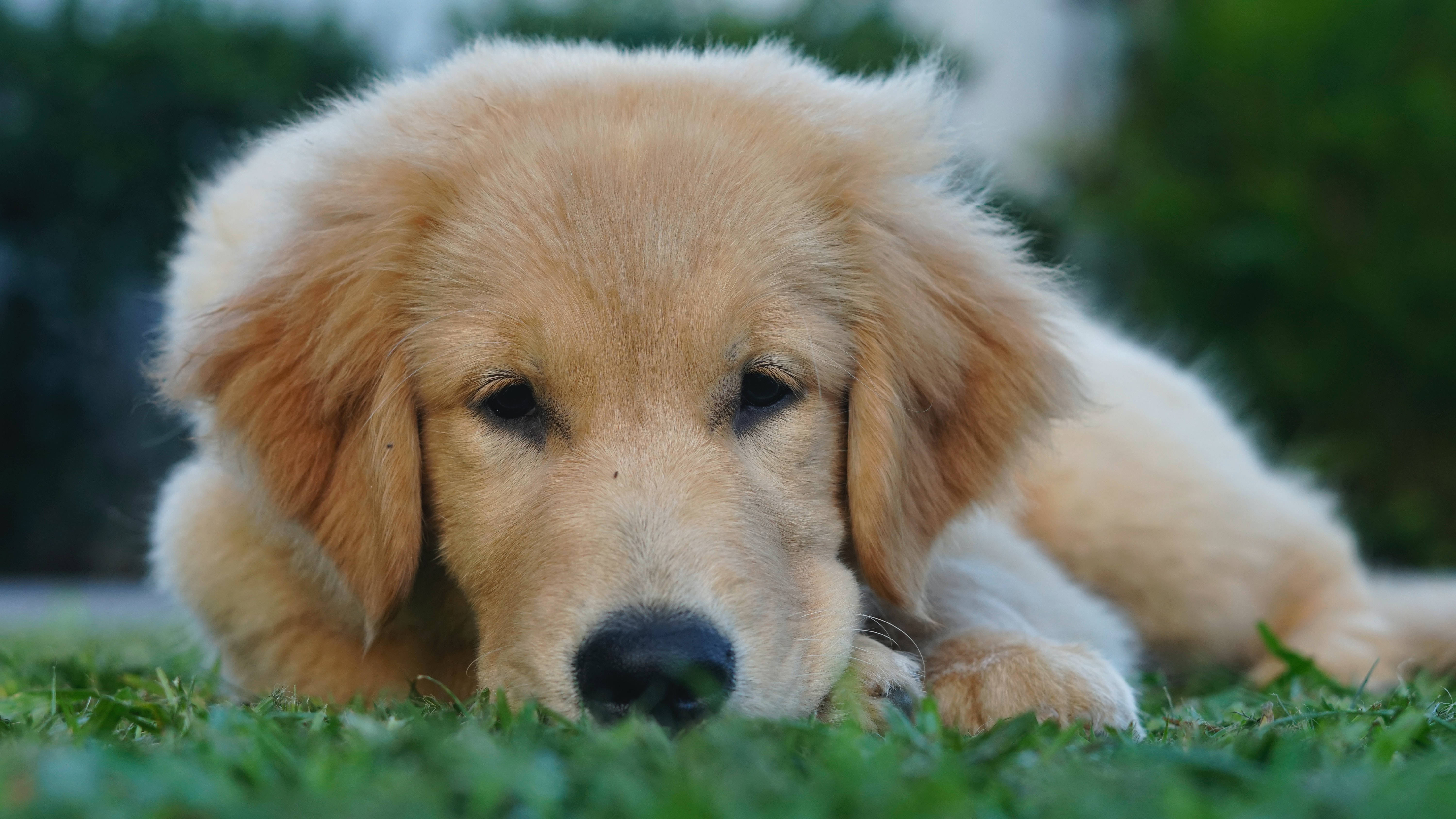 golden retriever puppy, vibrant green grass, soft focus foliage, 5K Desktop Wallpaper