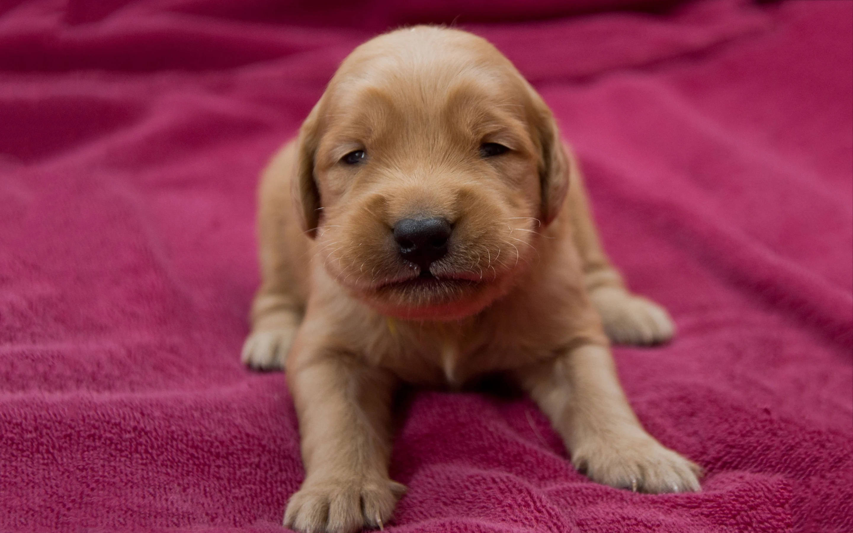 golden retriever puppy, fluffy, soft eyes, 2K Desktop Wallpaper