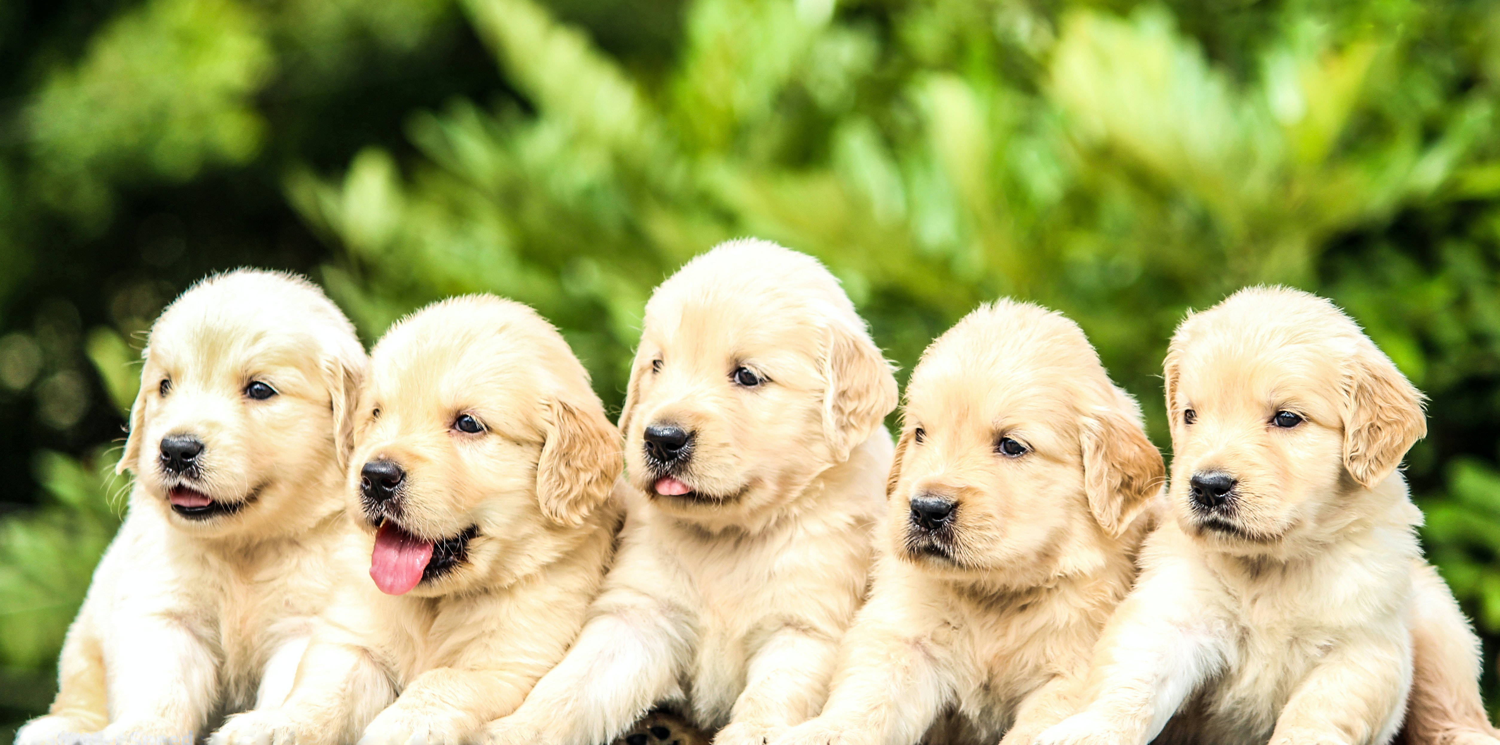 light golden retriever puppies, fluffy cream fur, soft green blurred foliage background, 4K Desktop Wallpaper