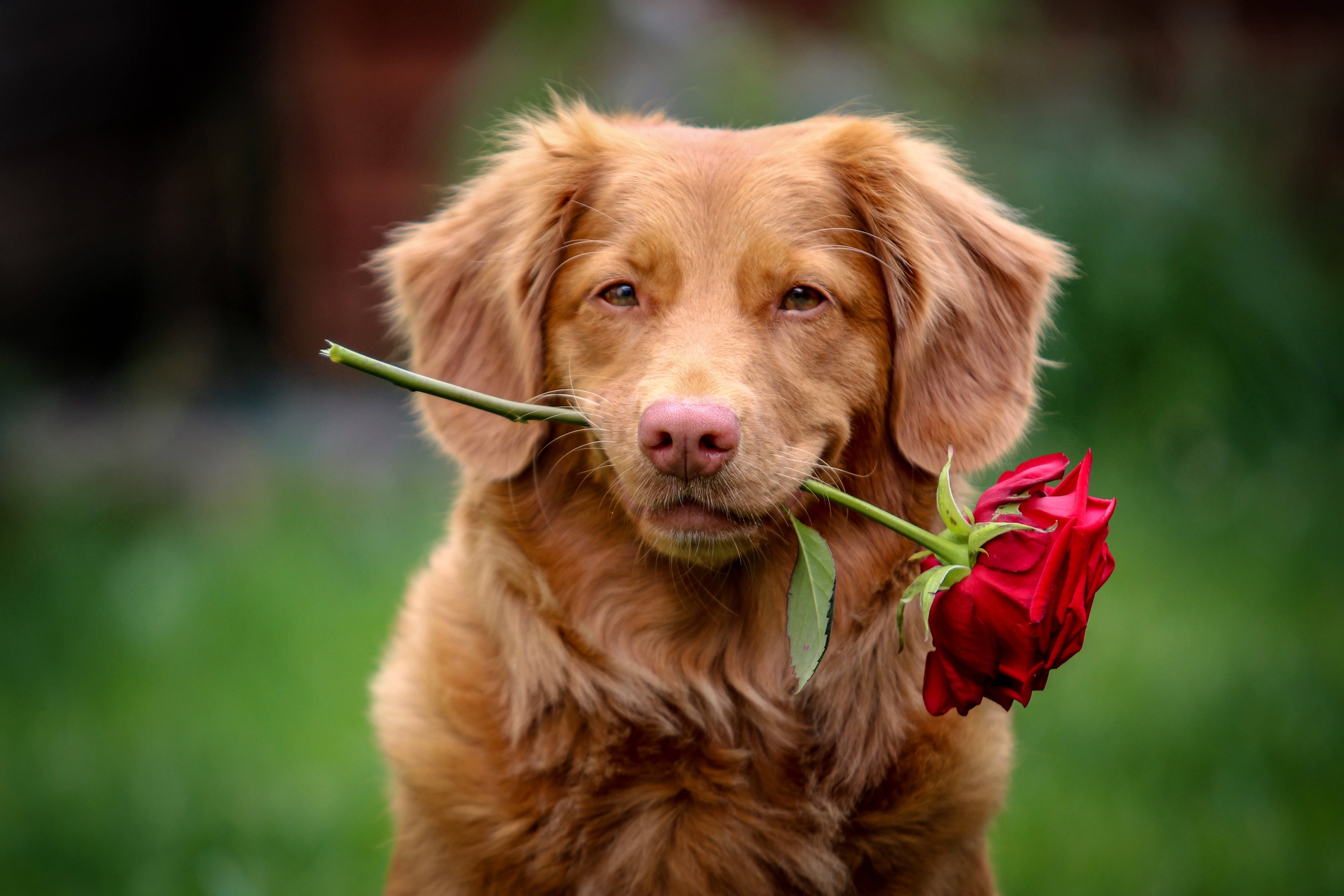 golden retriever puppy, red rose, soft green blurred background, 4K Desktop Wallpaper
