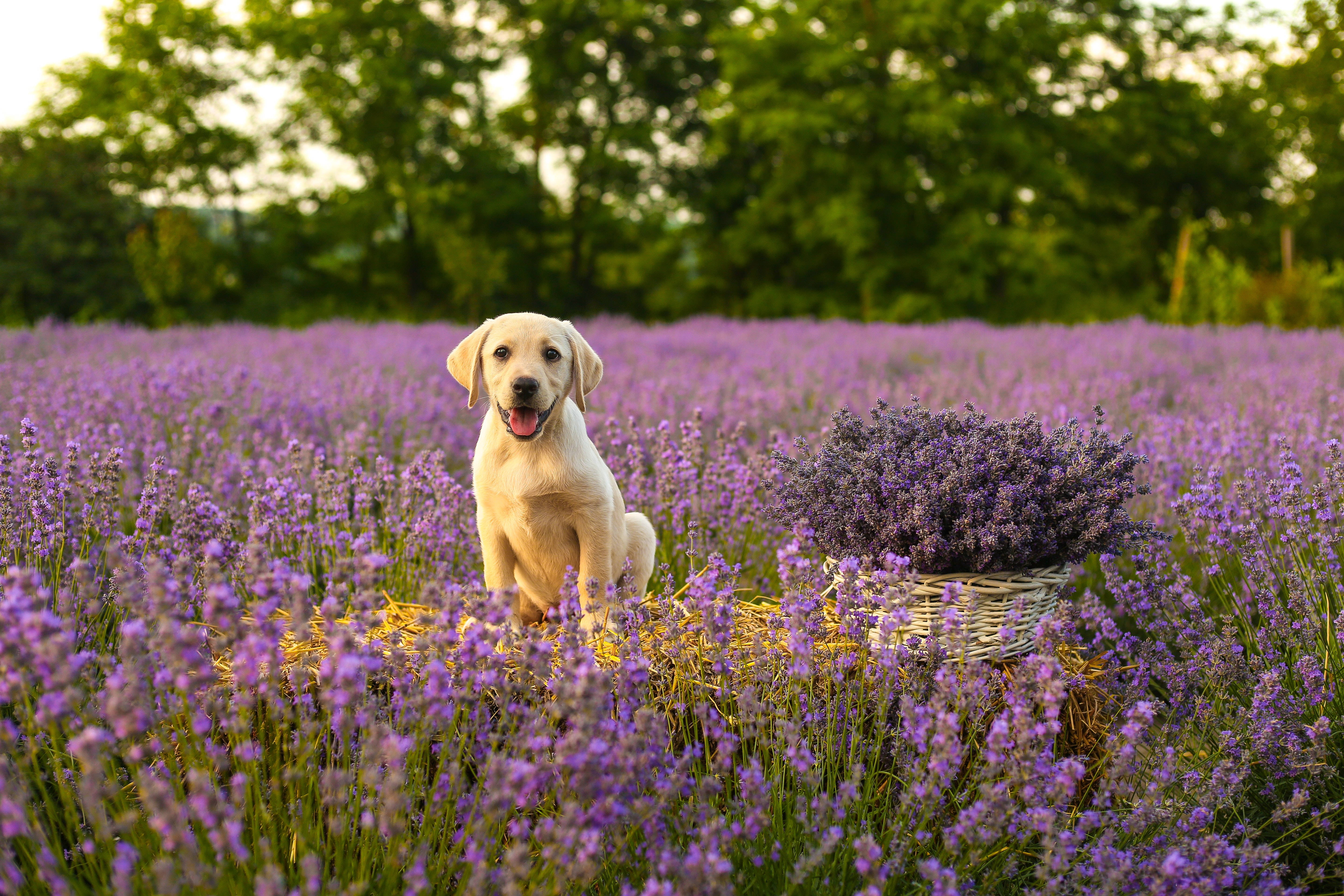 golden retriever puppy, lavender field, blooming purple lavender, 5K Desktop Wallpaper