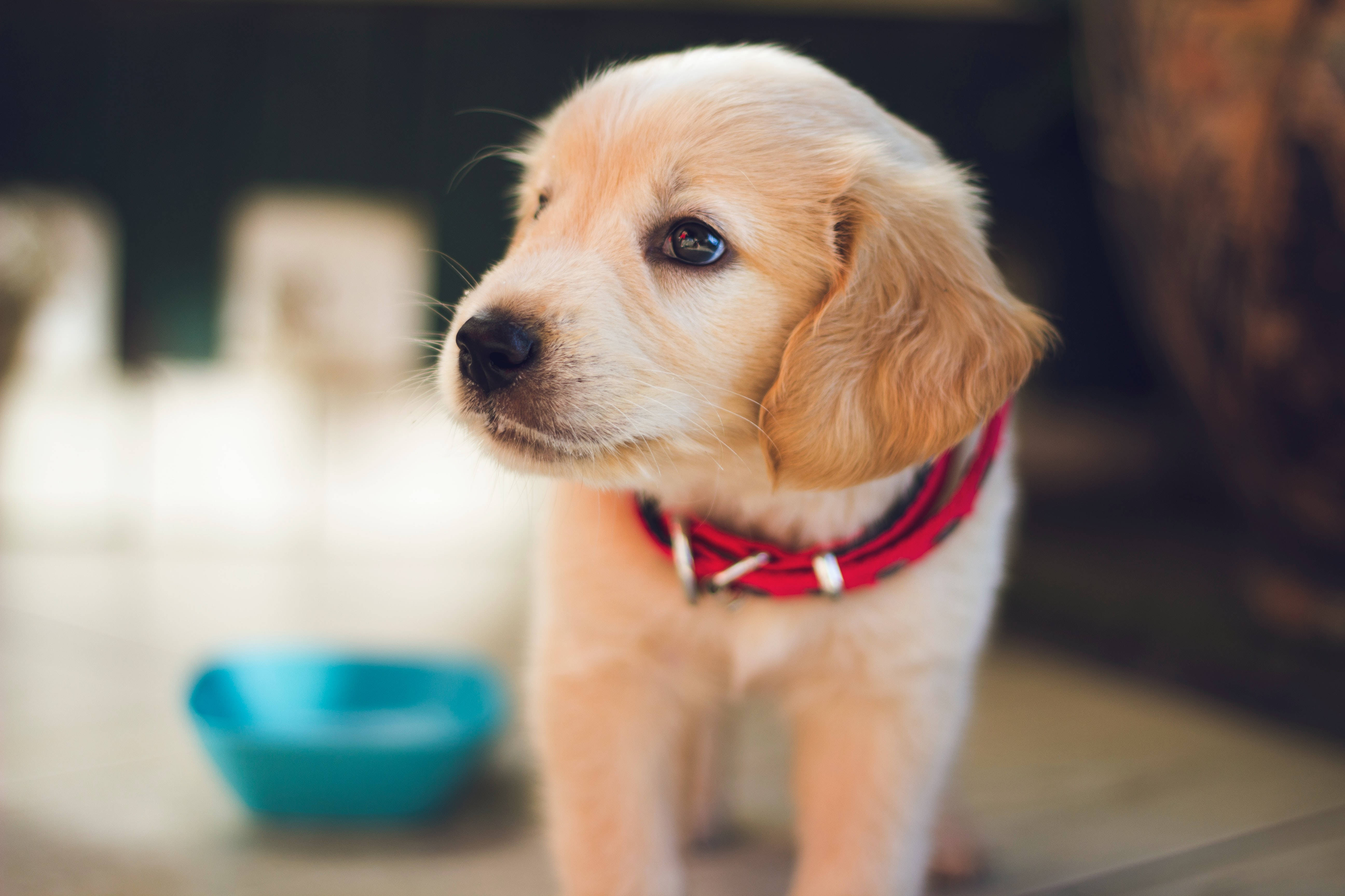 golden retriever puppy, soft fur, bright eyes, 5K Desktop Wallpaper