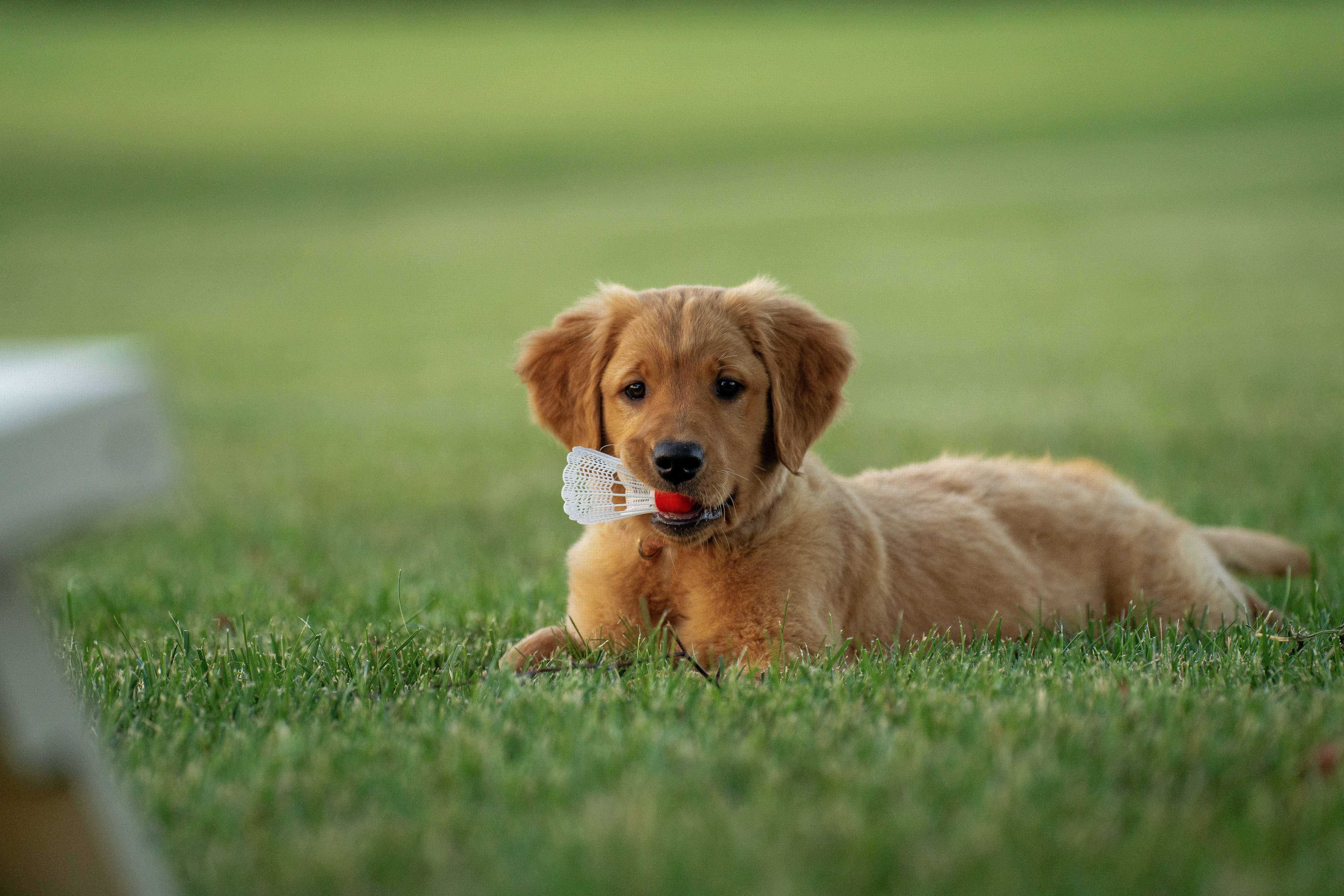 golden retriever puppy, vibrant green grass, white and red badminton shuttlecock, 5K Desktop Wallpaper