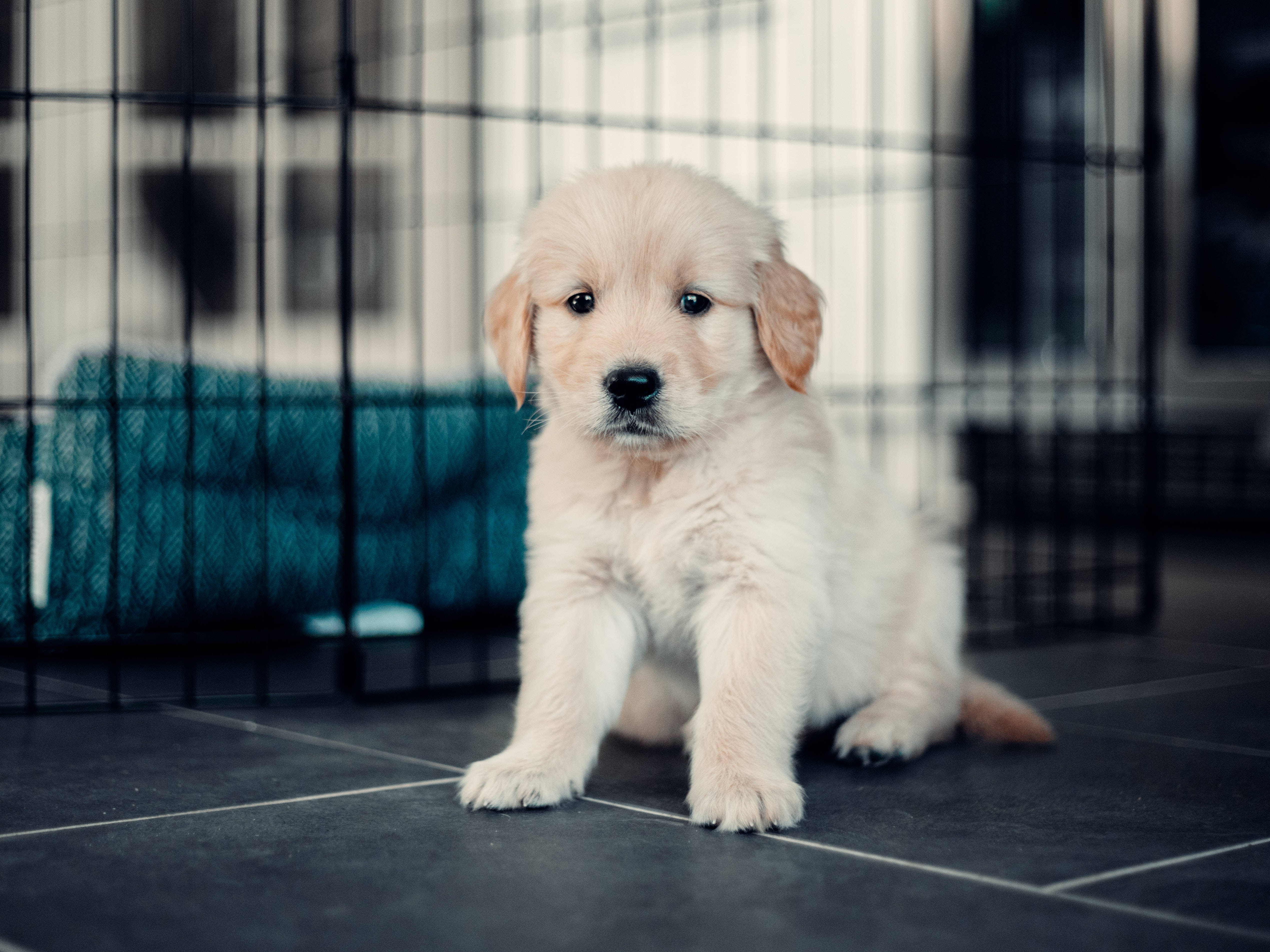golden retriever puppy, dark tiled floor, black wire crate, 4K Desktop Wallpaper