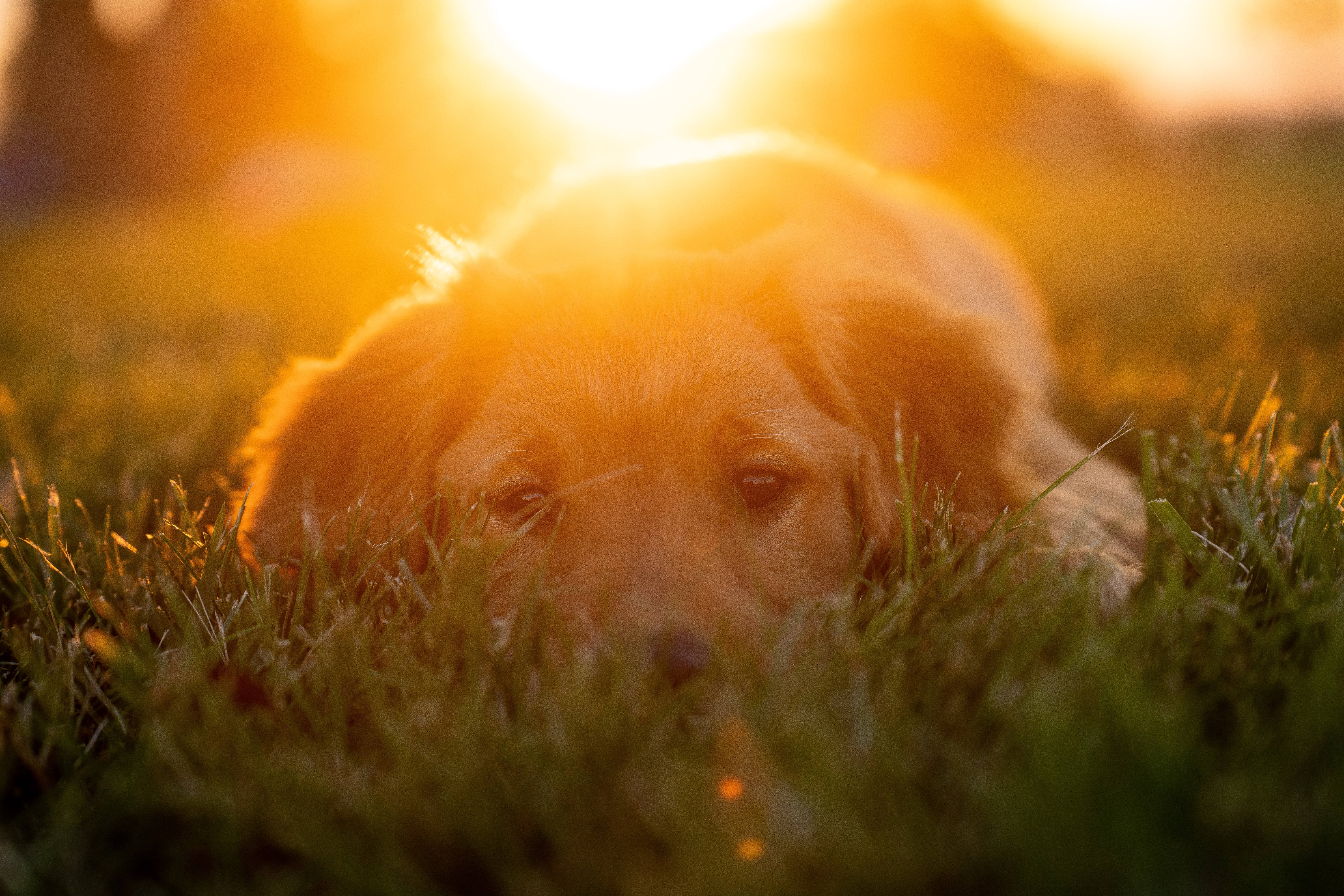 golden retriever puppy, sunset, sunlit grass, 5K Desktop Wallpaper