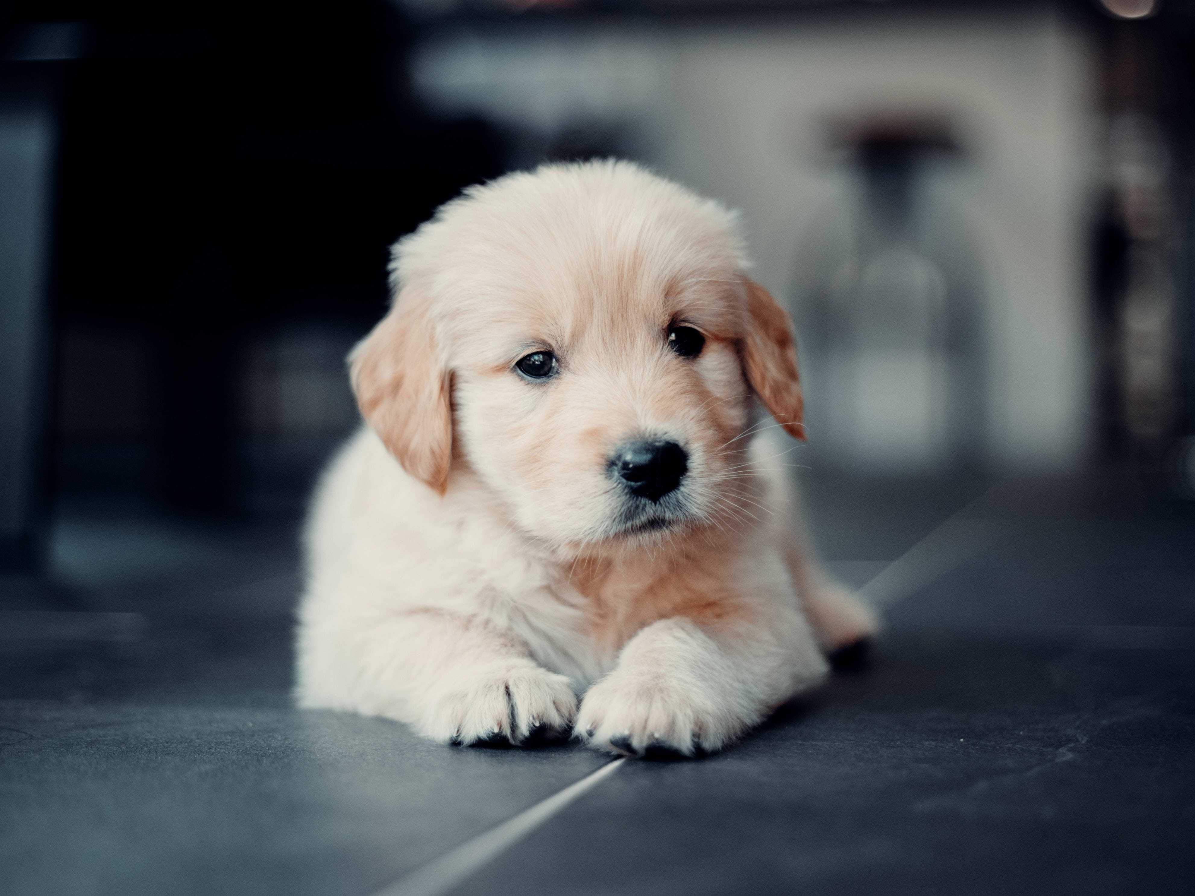 golden retriever puppy, fluffy, dark tiled floor, 4K Desktop Wallpaper