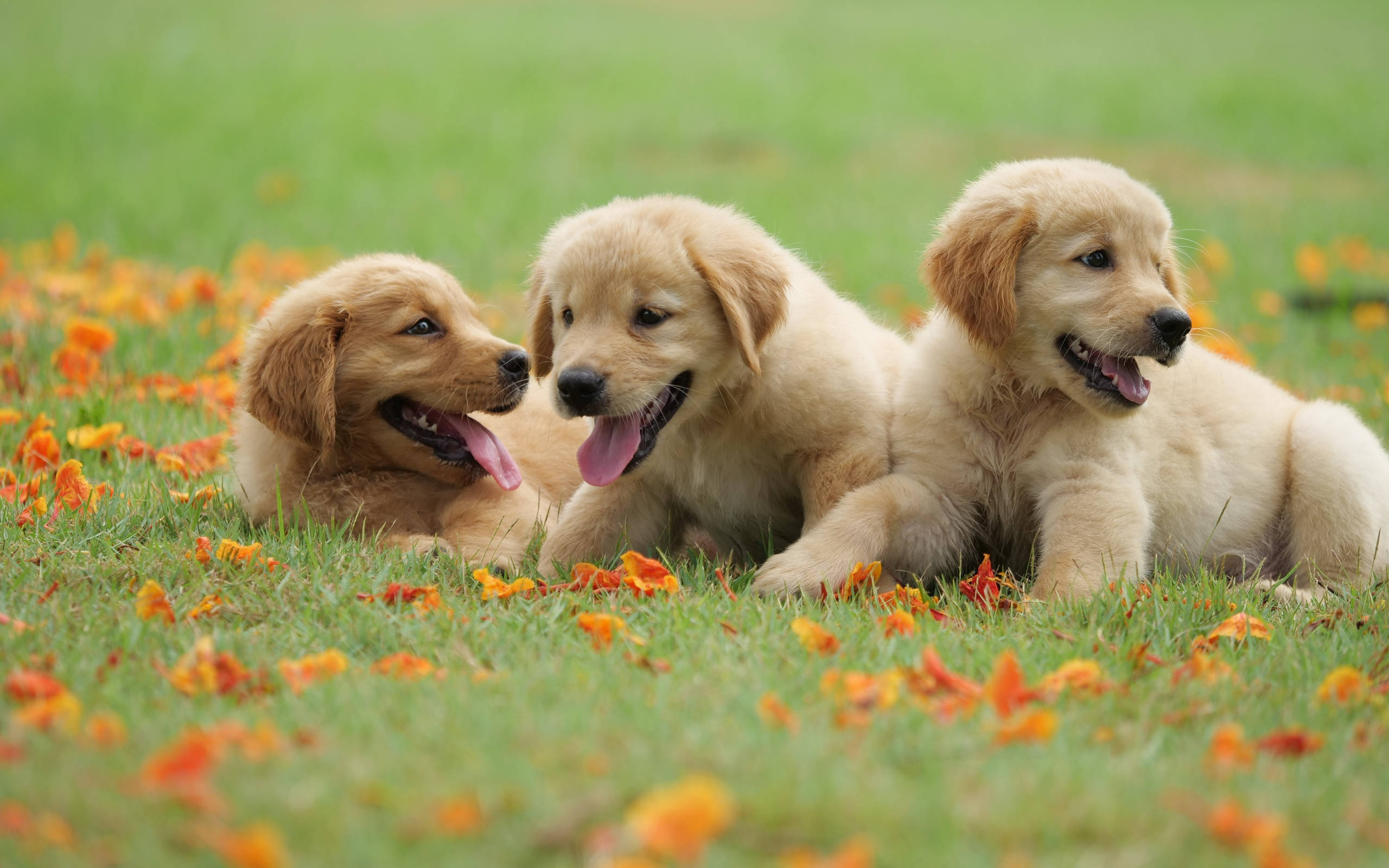 Golden Retriever Puppies, spring, grass, 2K Desktop Wallpaper